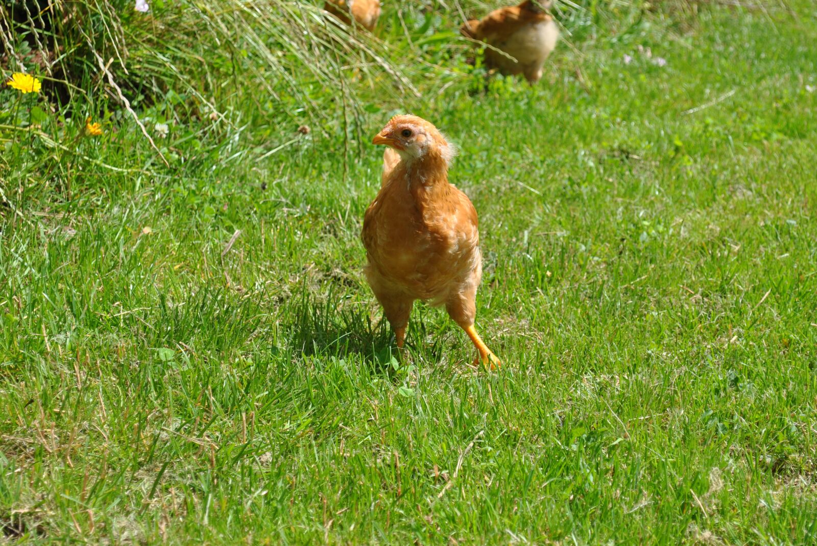 Nikon D3000 sample photo. New hampshire, young hen photography