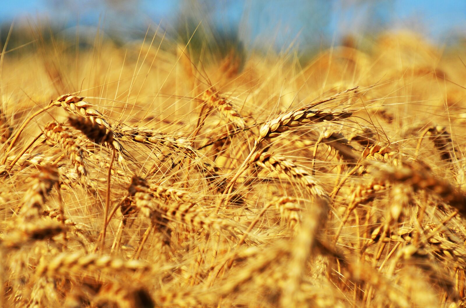 Nikon D7000 sample photo. Grain, barley, cereal photography