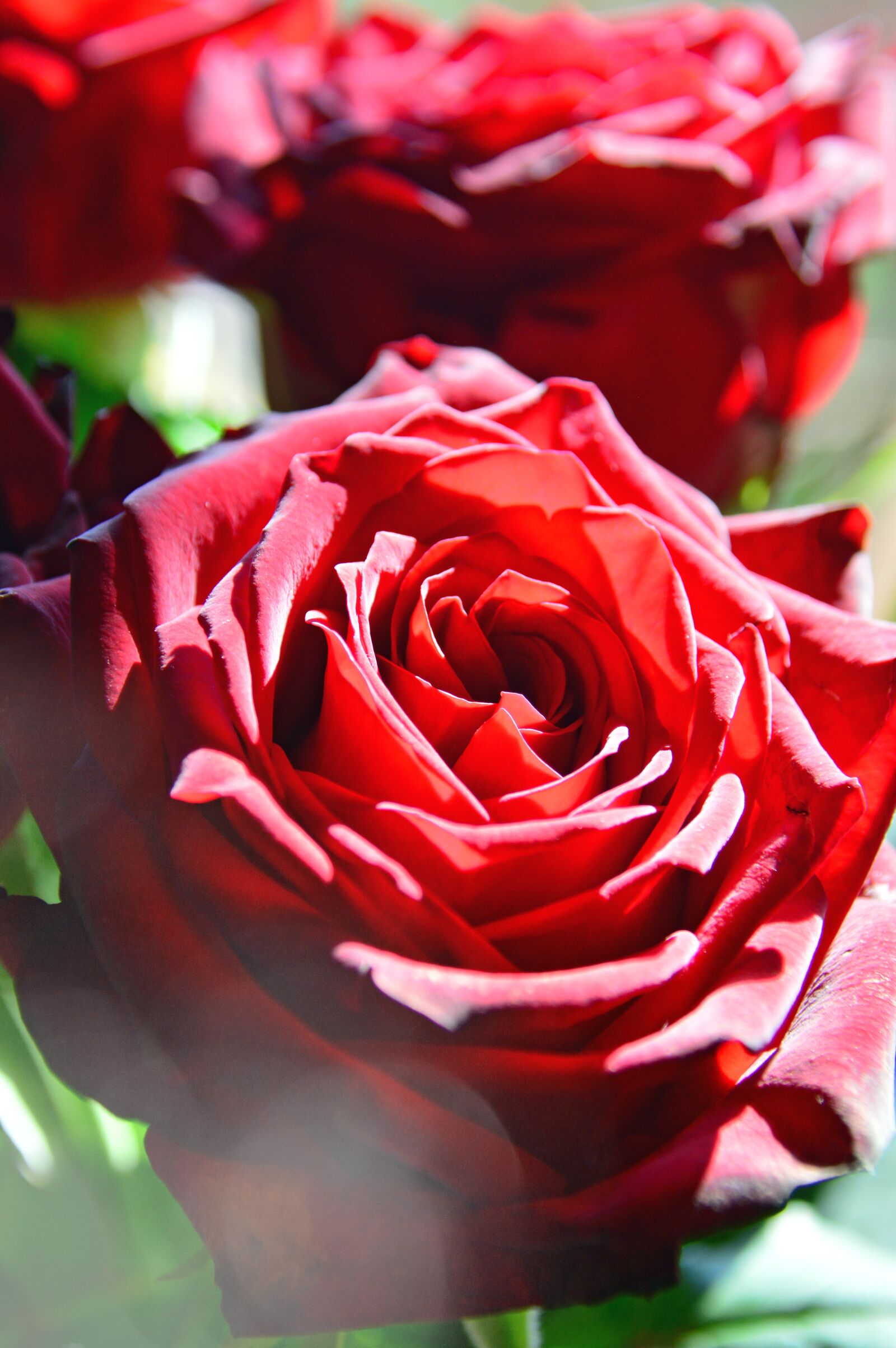Nikon D3200 sample photo. Rose, flower, petal photography