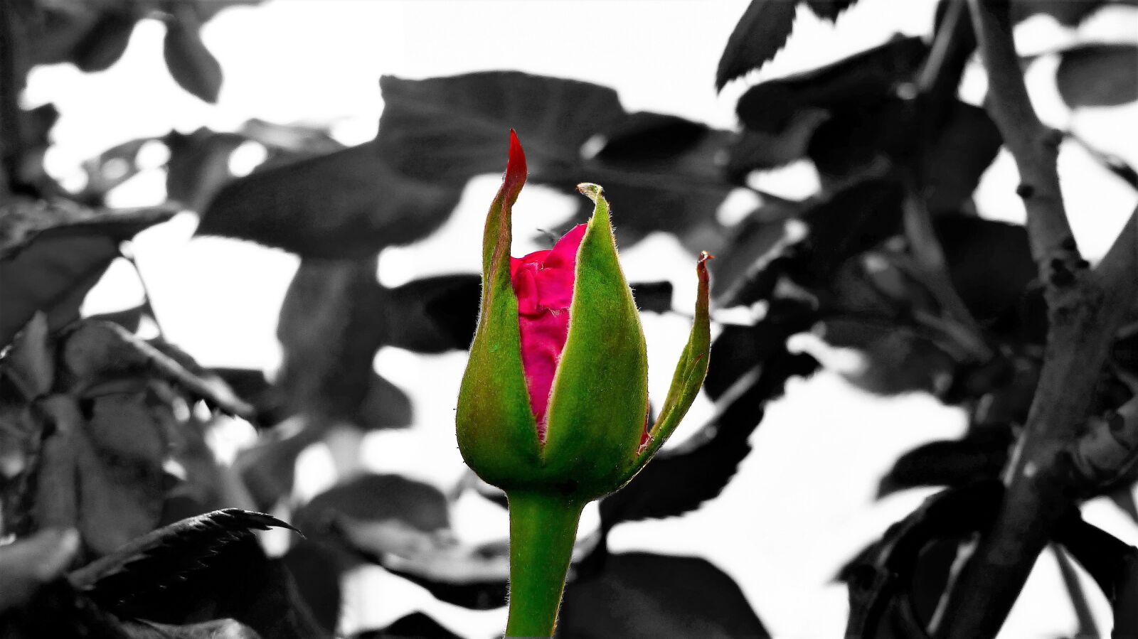 Panasonic Lumix DMC-FZ200 sample photo. Plant, flower, leaf photography