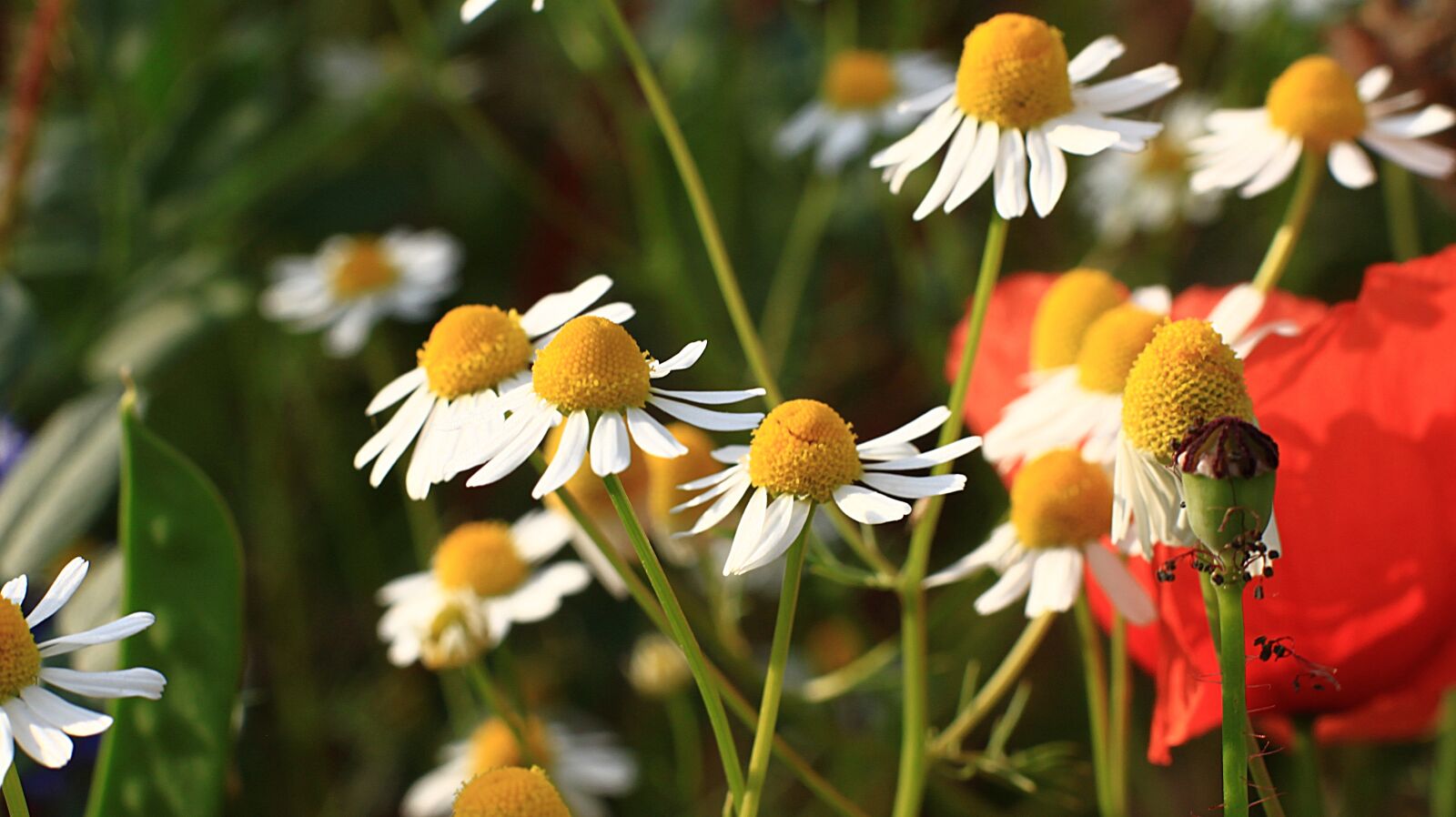 Canon EOS 500D (EOS Rebel T1i / EOS Kiss X3) sample photo. Flower, blossom, bloom photography