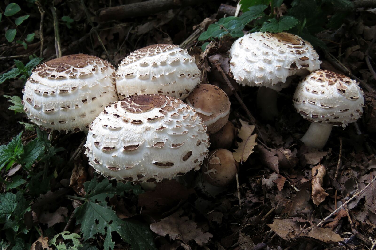 Canon PowerShot SX60 HS sample photo. Fungi, nature, mushroom photography