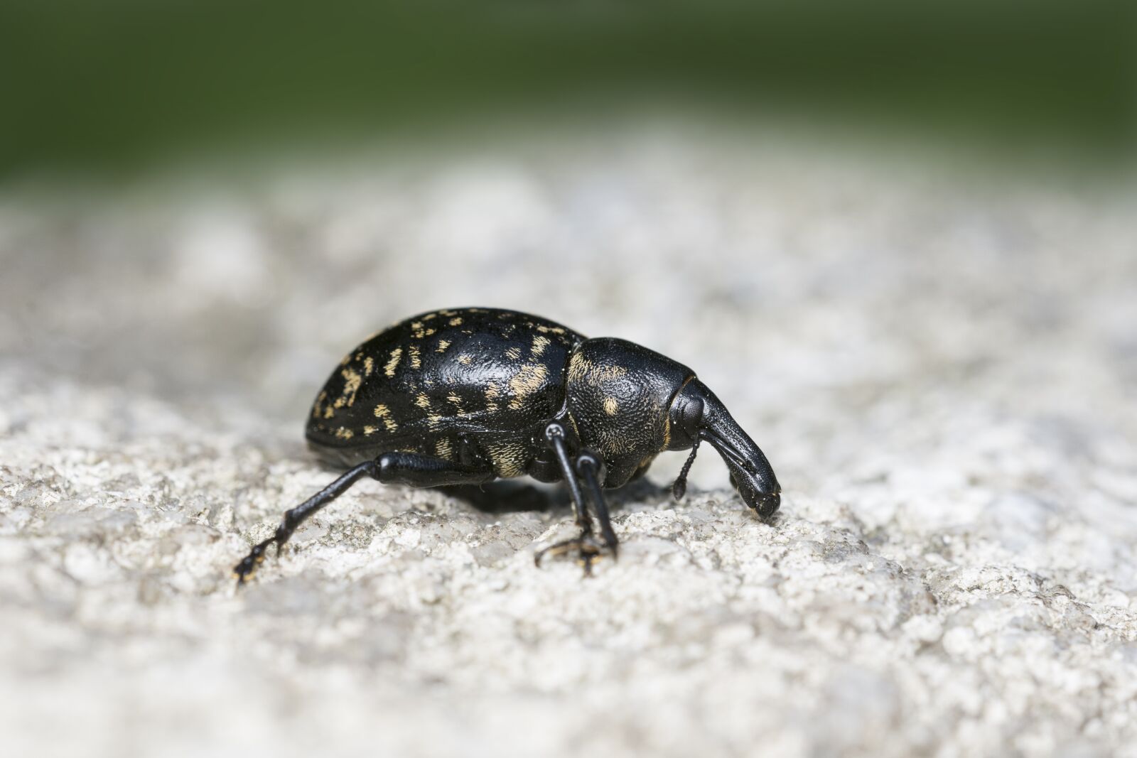 Nikon D7200 sample photo. Insect, beetle, nose photography