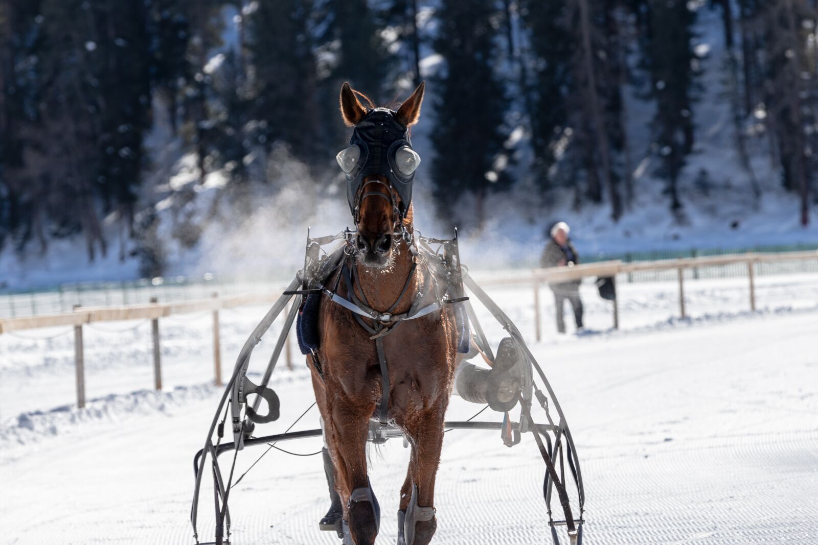 Canon EOS 6D Mark II sample photo. White turf, horse racing photography