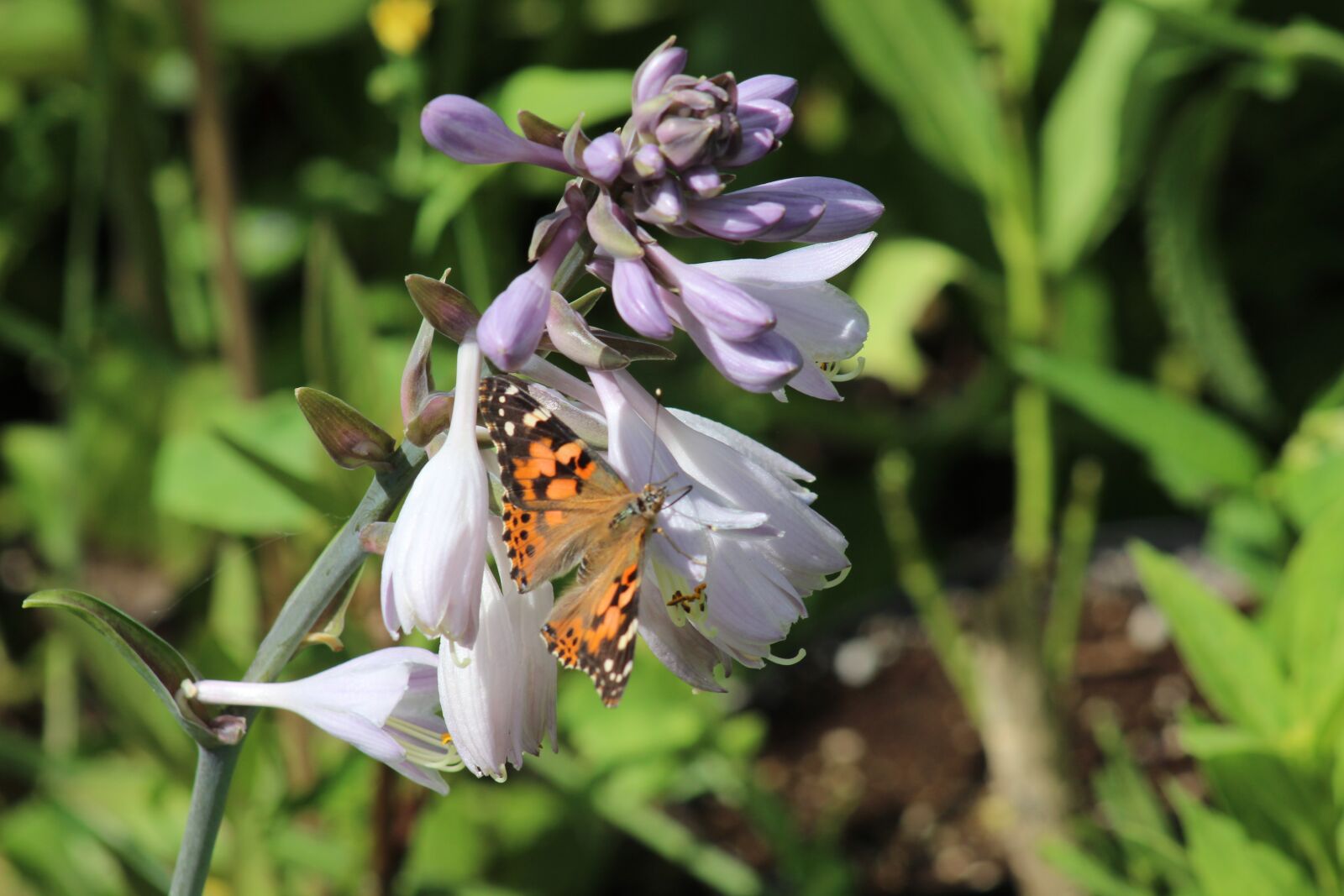 Canon EF 75-300mm f/4-5.6 sample photo. Butterfly, insect, summer photography
