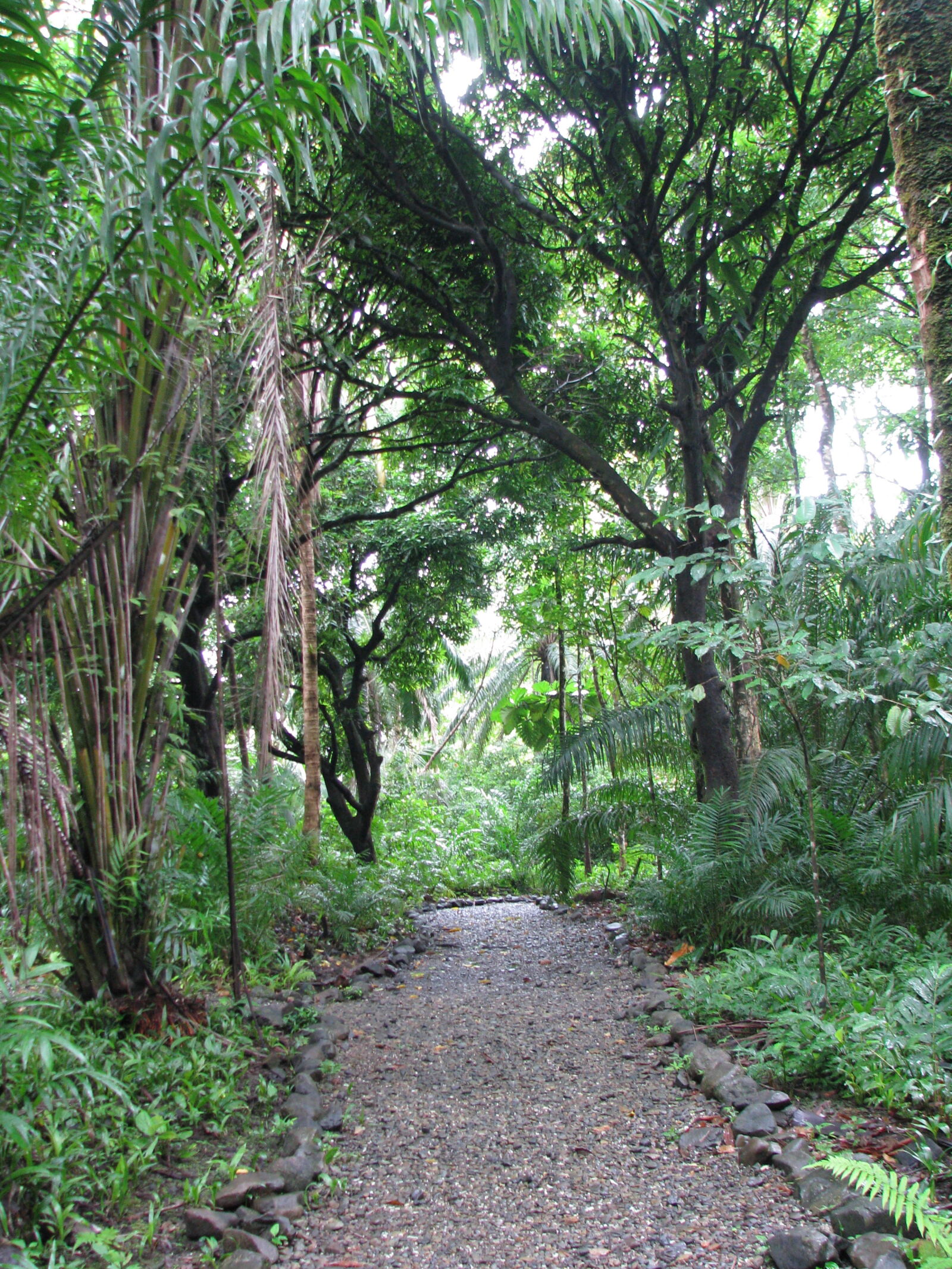 Canon POWERSHOT S5 IS sample photo. Gorgona, jungle, path photography