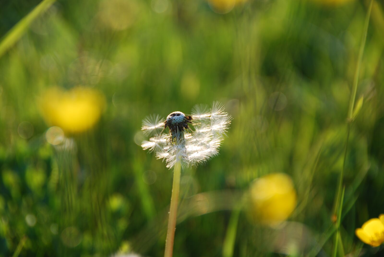Nikon D80 sample photo. Dandelion, pointed flower, grass photography