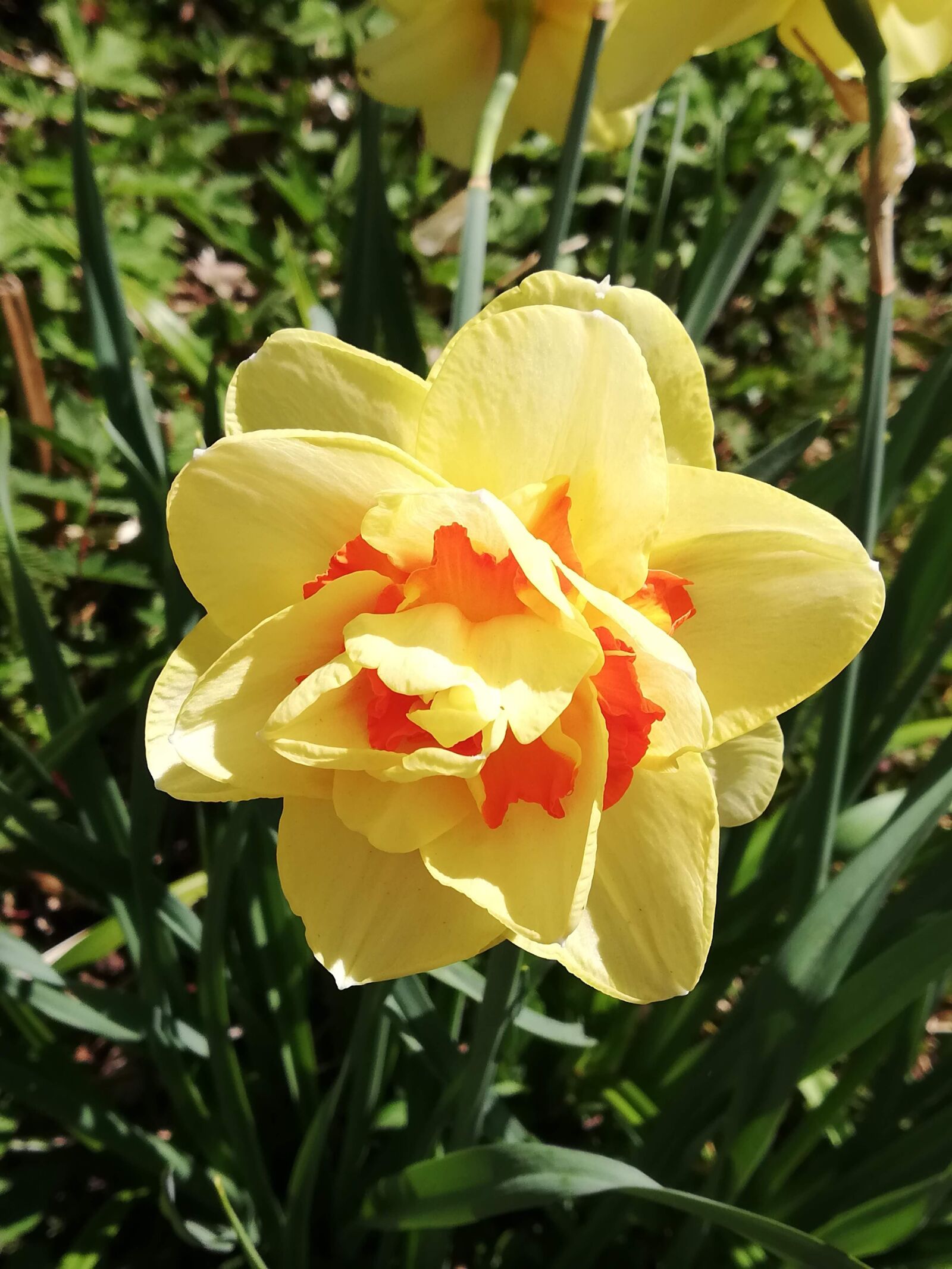 HUAWEI P20 lite sample photo. Flower, easter, blossom photography