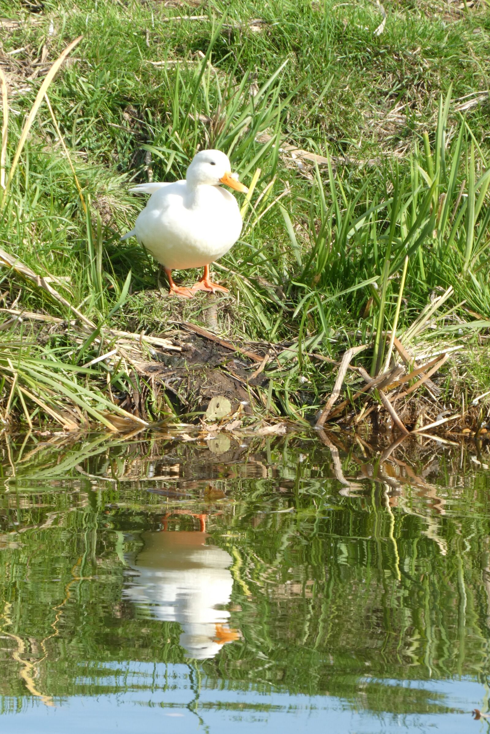 Panasonic Lumix DC-ZS70 (Lumix DC-TZ90) sample photo. White duck, ditch, waterfront photography