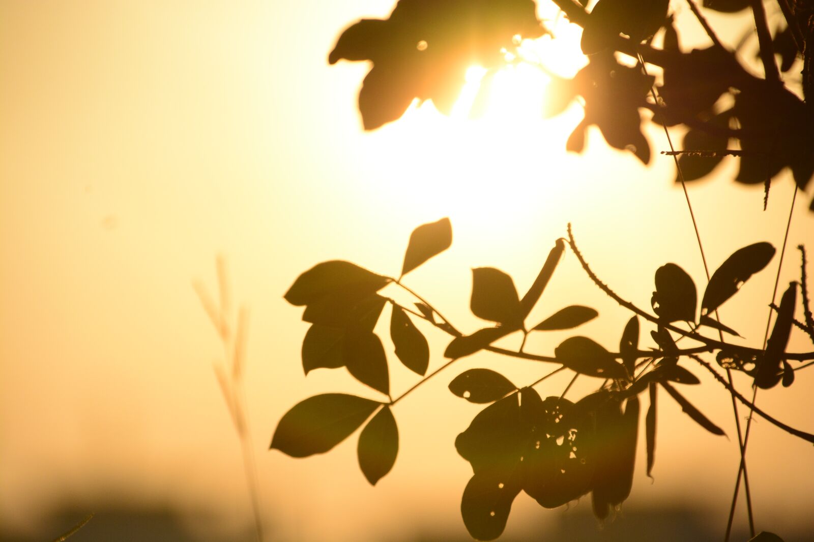 Nikon D7100 sample photo. Leaf, nature, background photography