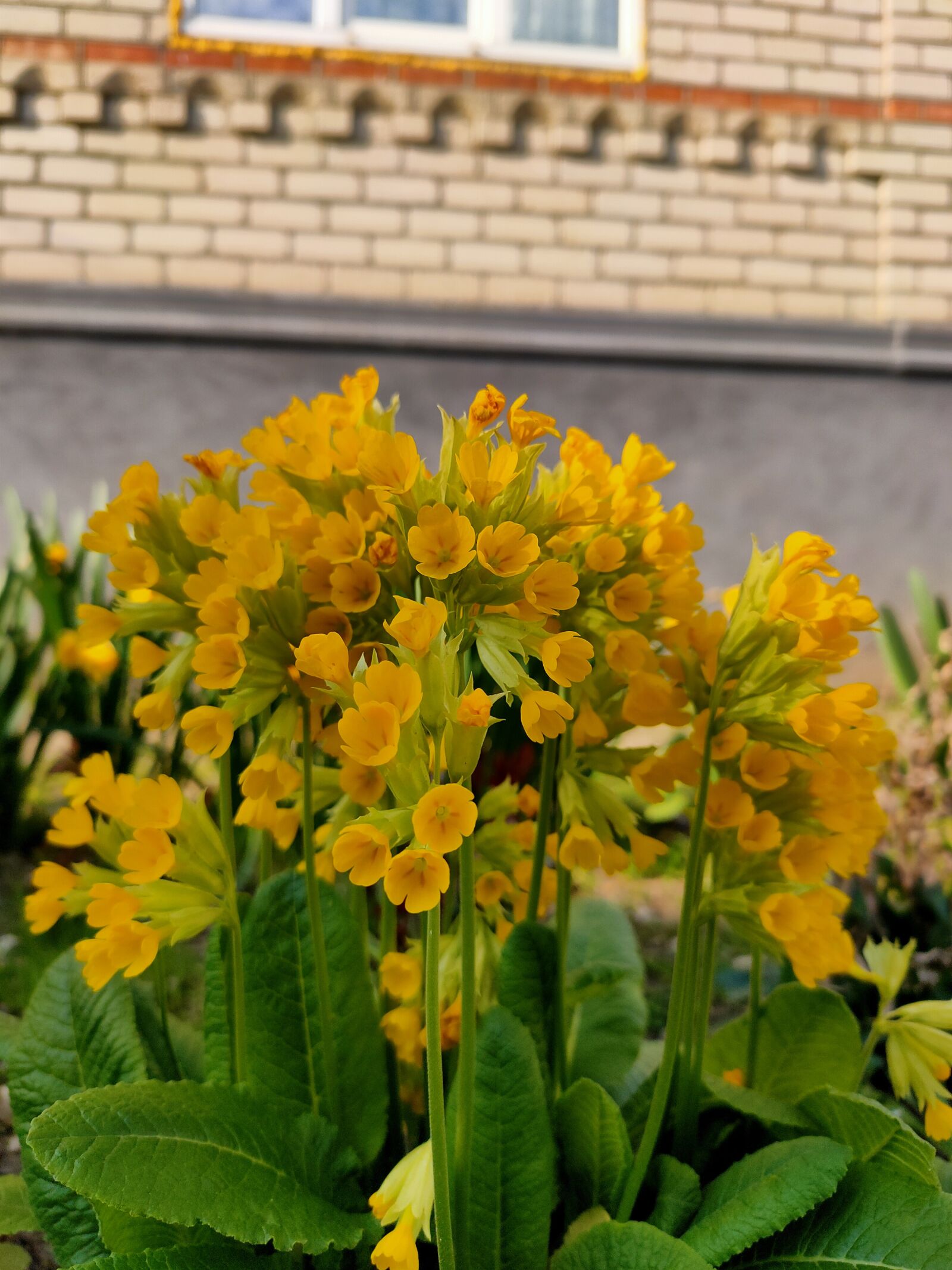 Realme 5 PRO sample photo. Flowers, nature, spring photography