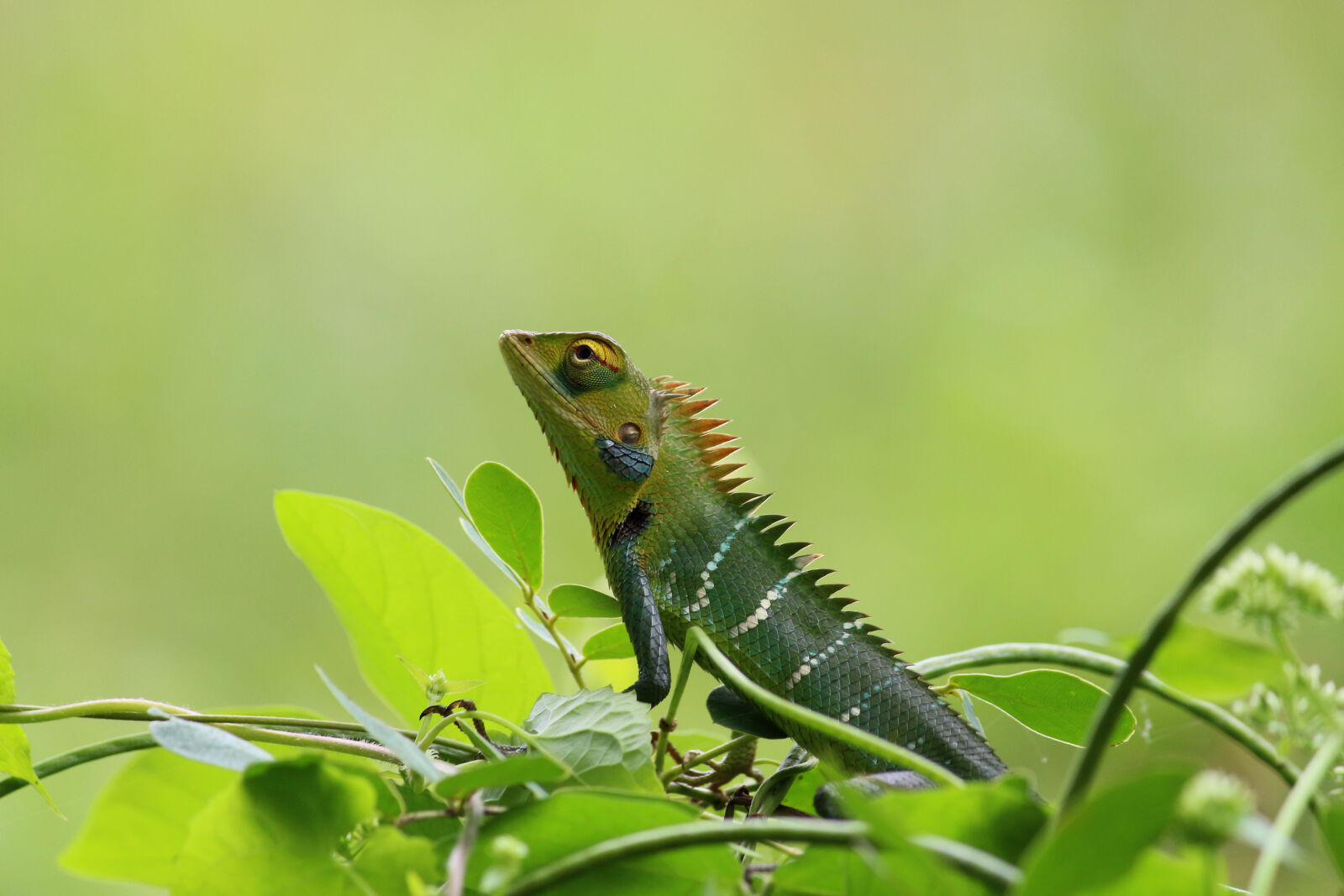 Canon EOS 700D (EOS Rebel T5i / EOS Kiss X7i) sample photo. Chameleon, green, nature, reptile photography