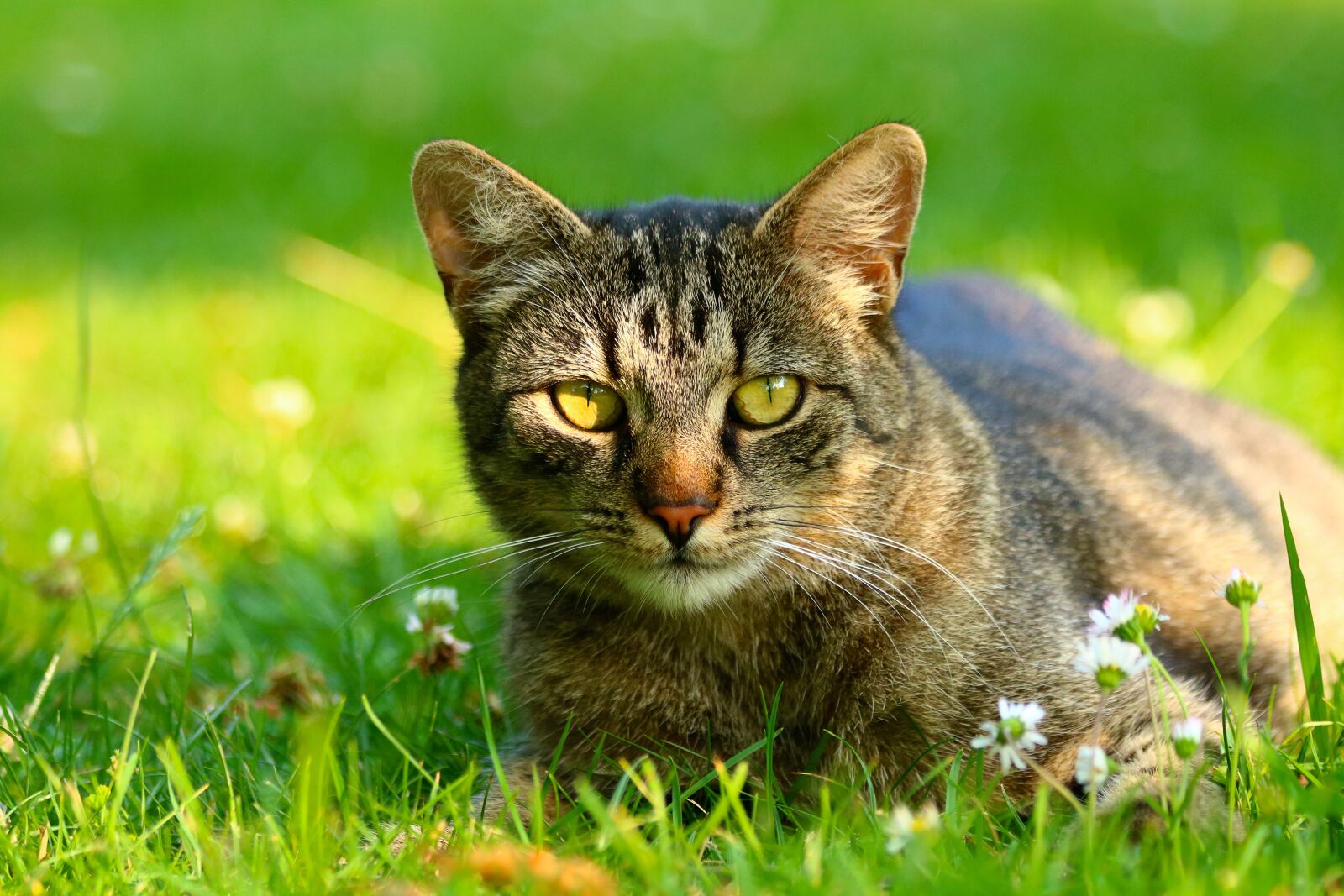 Canon EF 70-300mm F4-5.6 IS USM sample photo. Domestic cat, mammal, view photography