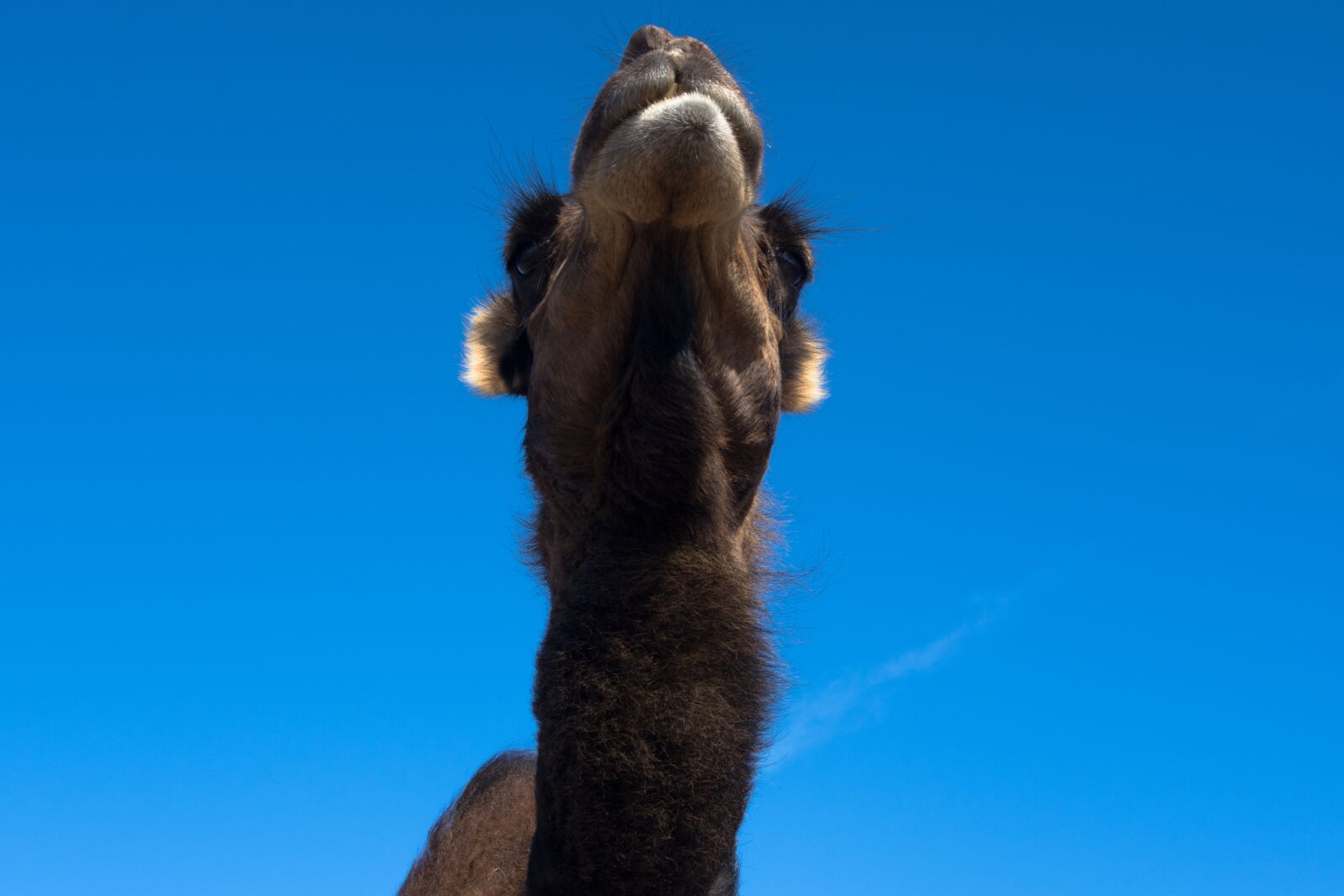Nikon D7200 sample photo. Camel, dromedary, desert photography