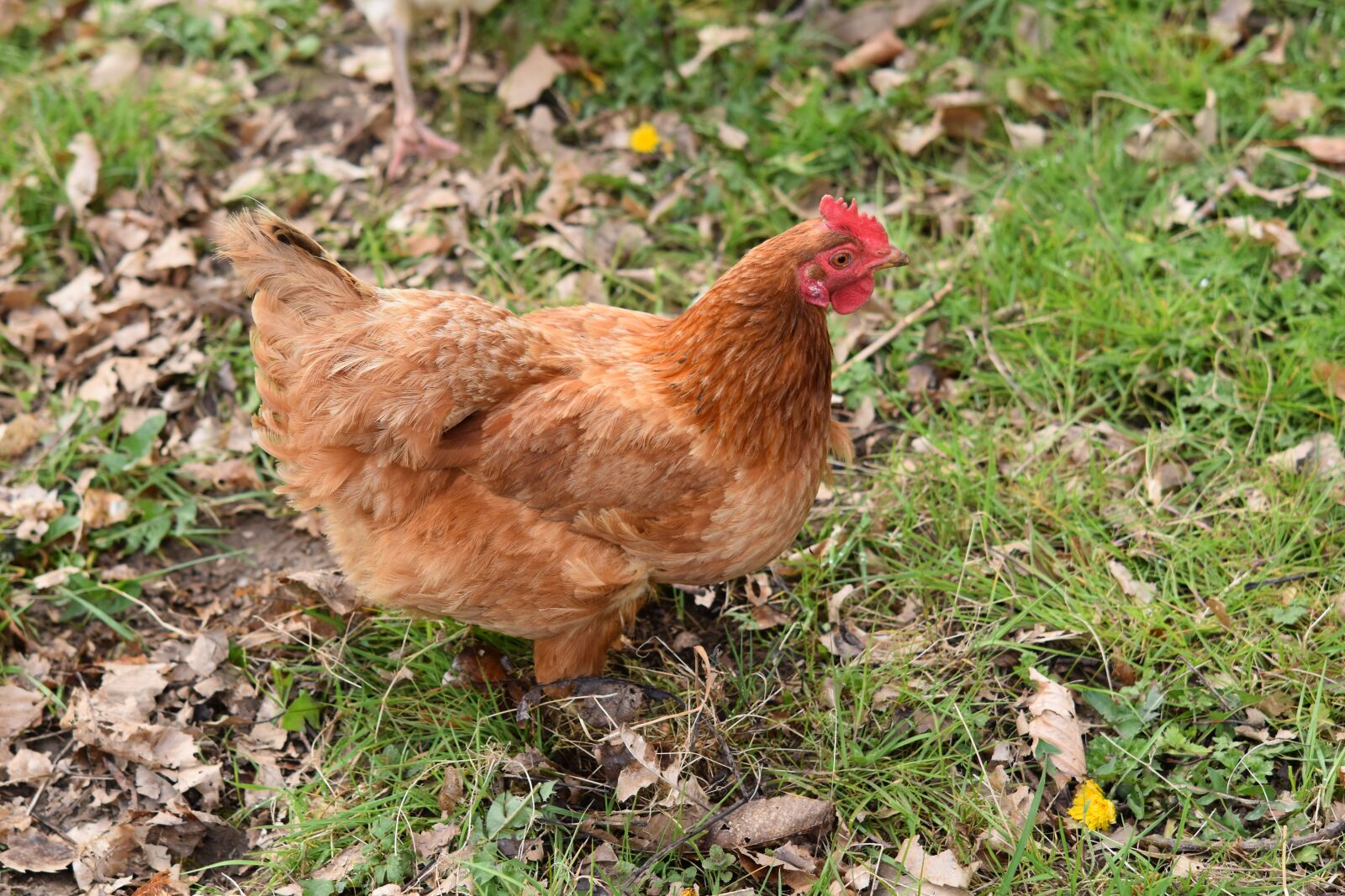 Nikon D5600 sample photo. Hen, laying hen, ponte photography