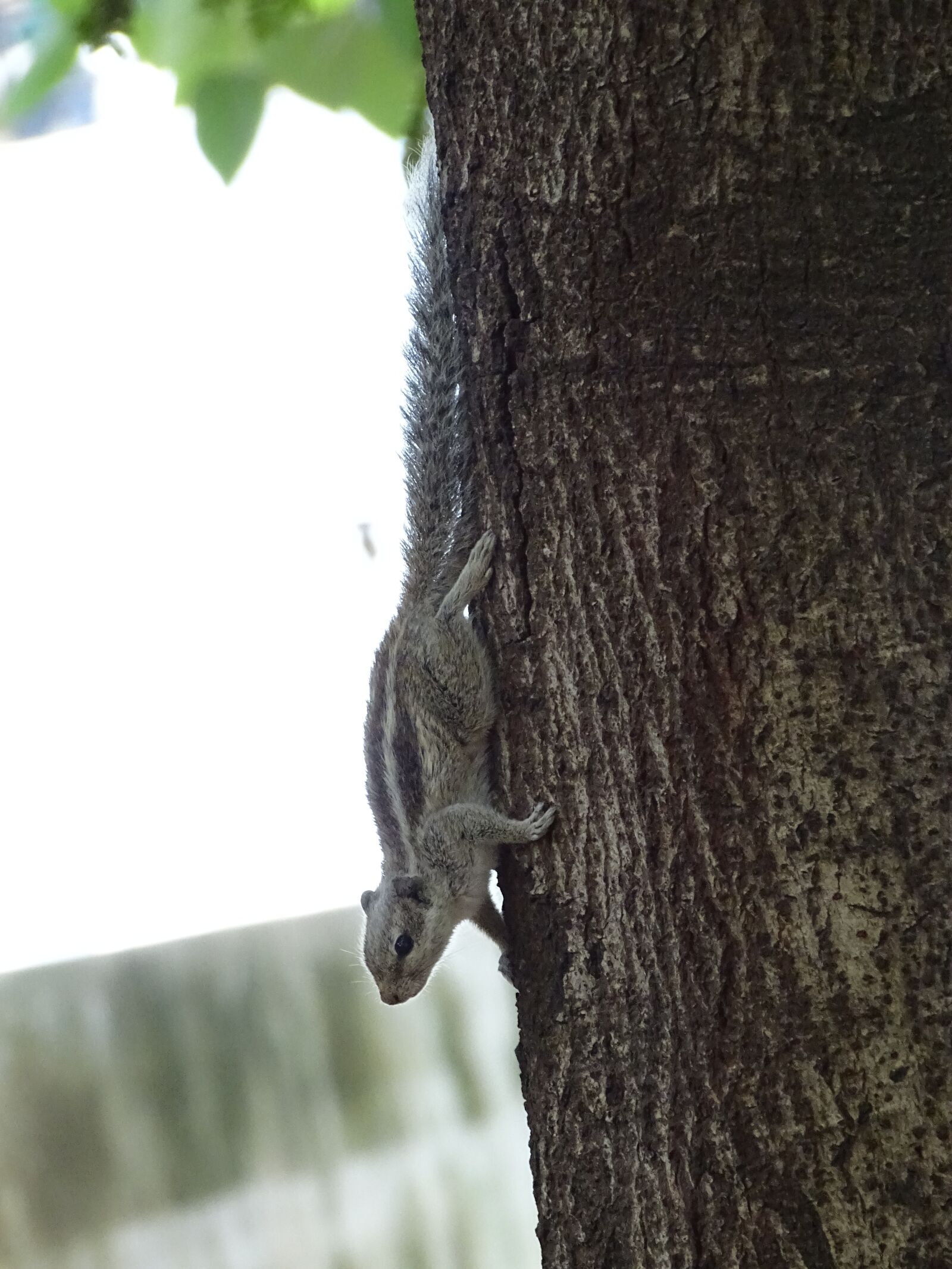 Sony Cyber-shot DSC-HX400V sample photo. Squirrel, animal, tree photography