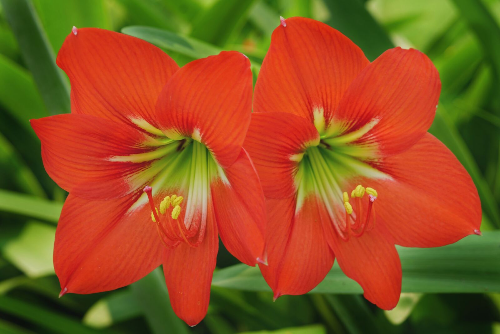 Sony a6300 + Sony FE 50mm F1.8 sample photo. Pair, daylily, orange red photography
