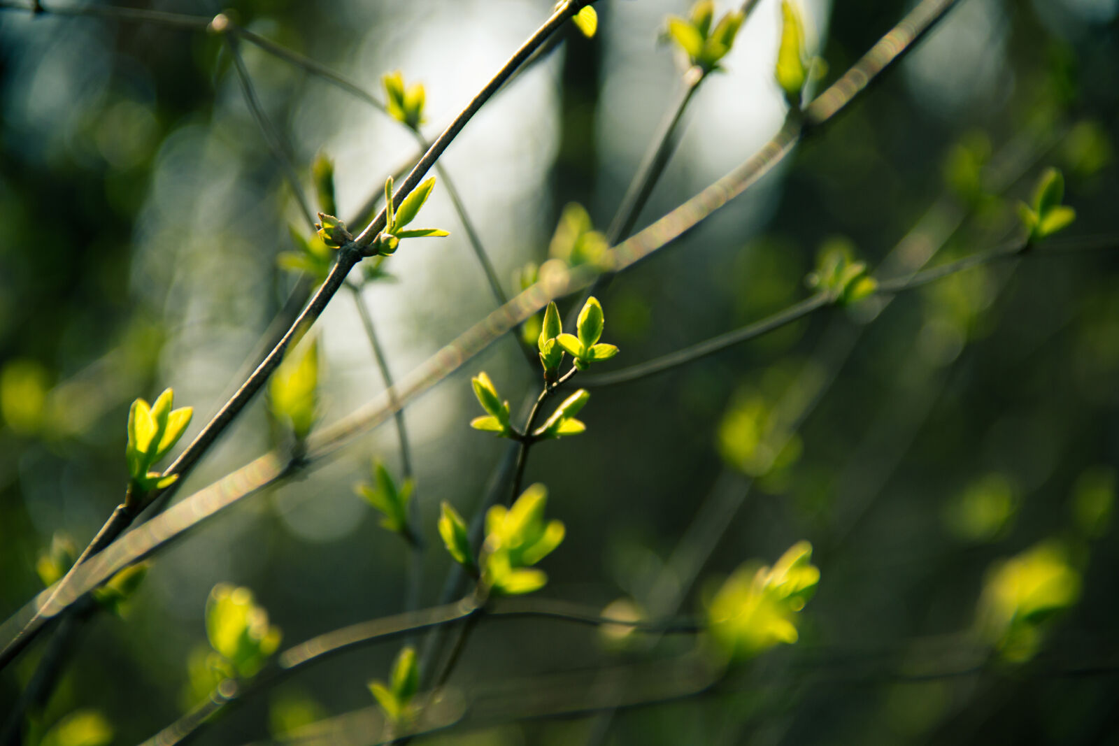 Canon EF-S 18-135mm F3.5-5.6 IS sample photo. Spring, leaves, buds, branches photography
