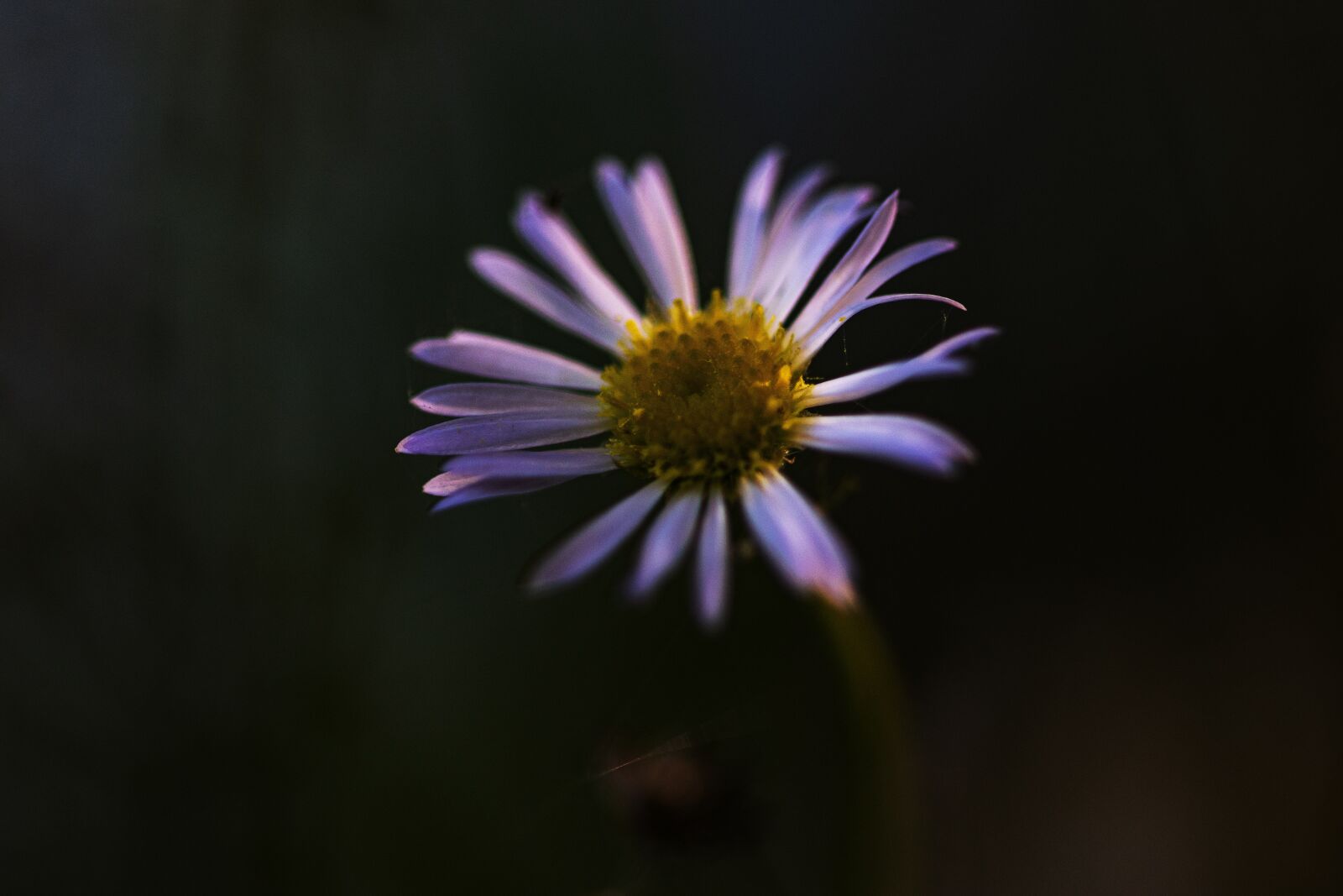 Nikon D5300 sample photo. Macro, flower, plant photography