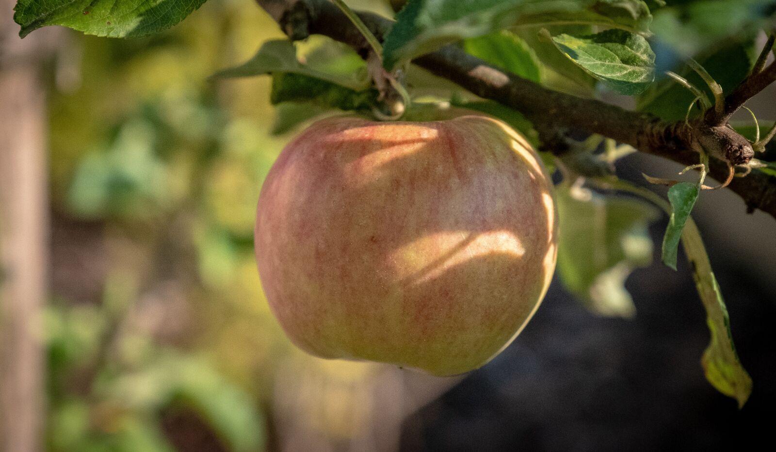 Fujifilm X-T2 sample photo. Apple, apple tree, fruit photography