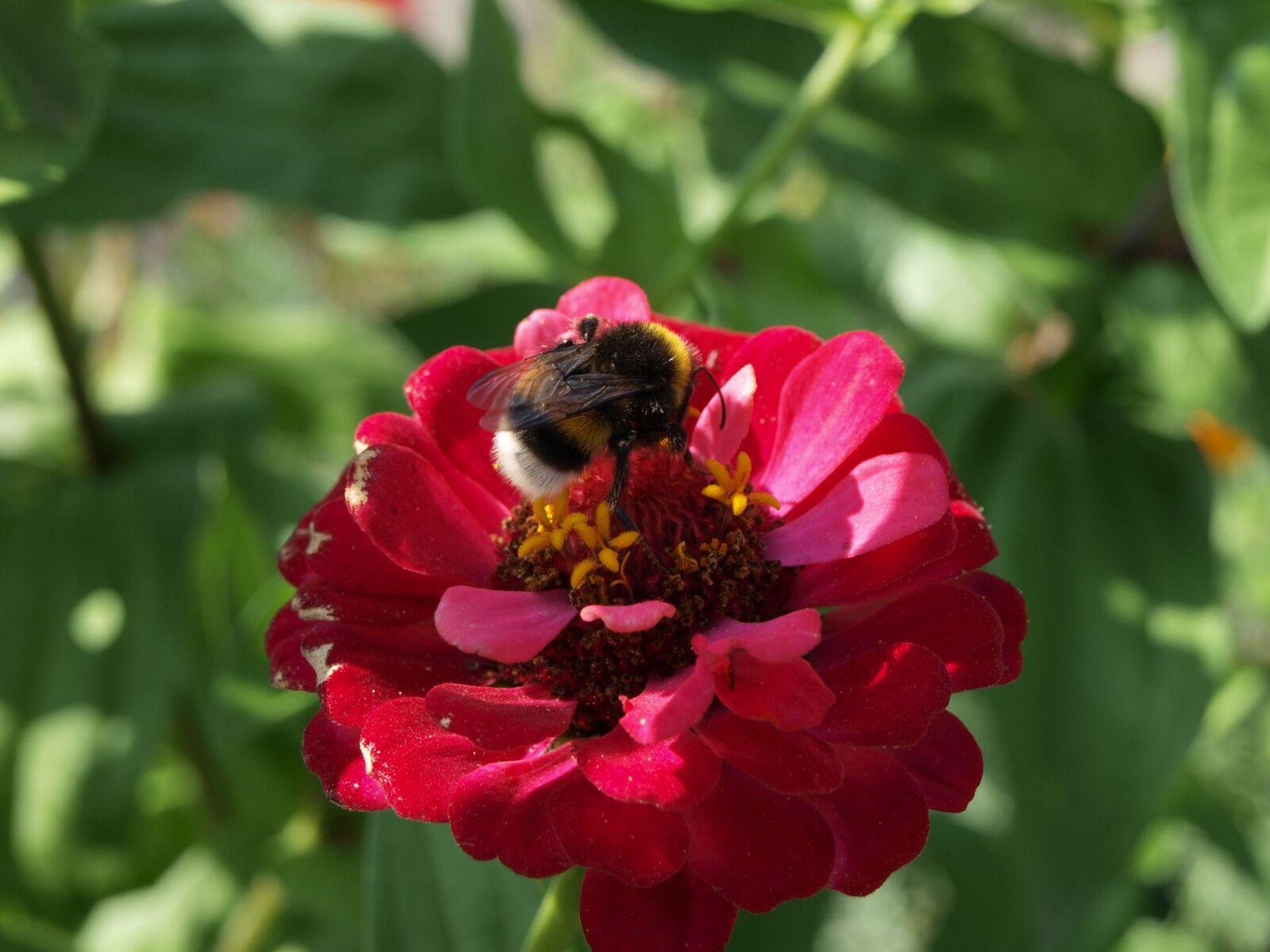 Olympus E-450 (EVOLT E-450) sample photo. Bumble-bee, flowers, flower photography