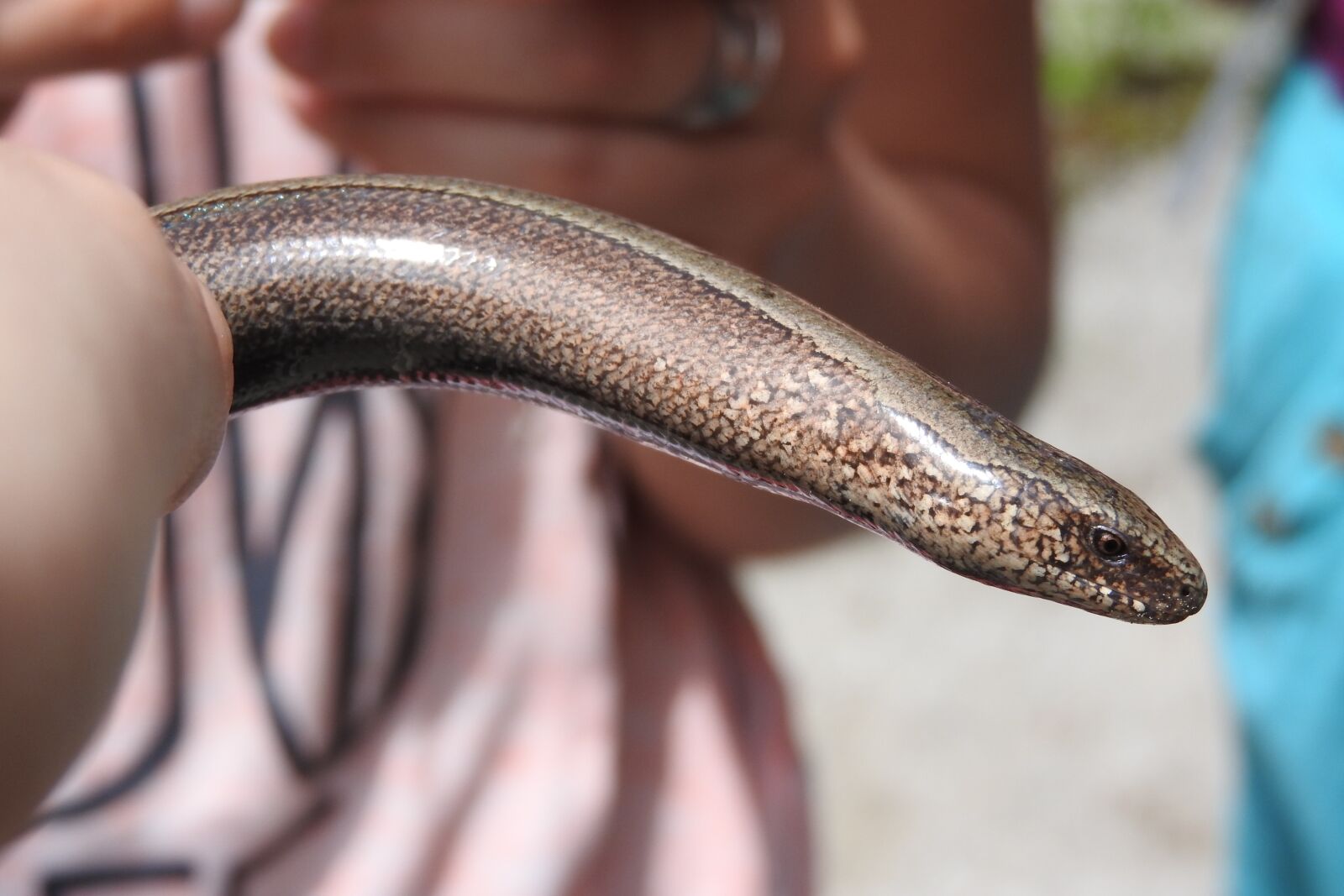 Nikon Coolpix P610 sample photo. Slow-worm, fragile, anguis fragilis photography