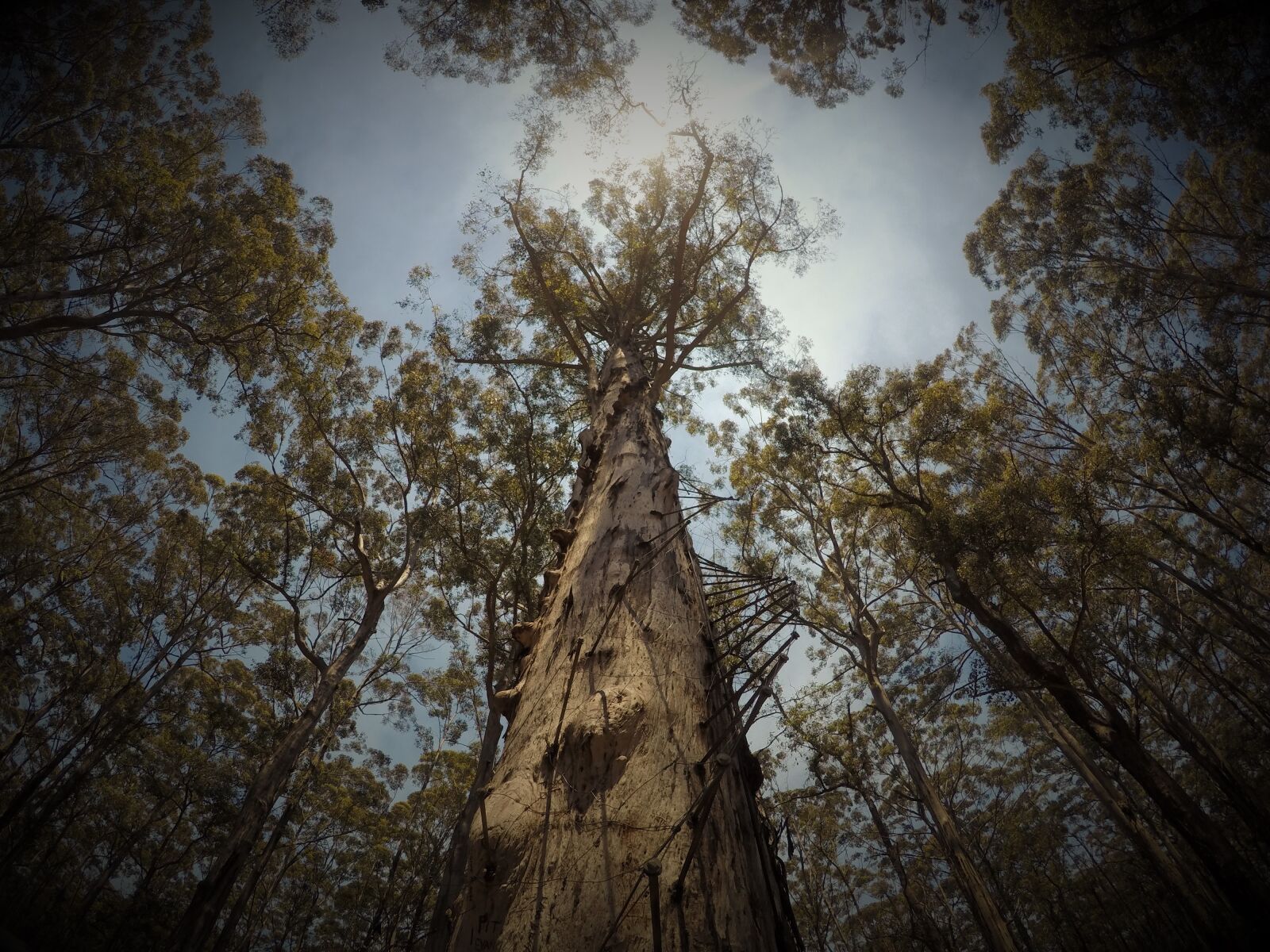 GoPro HERO4 Silver sample photo. Nature, wilderness, woods photography