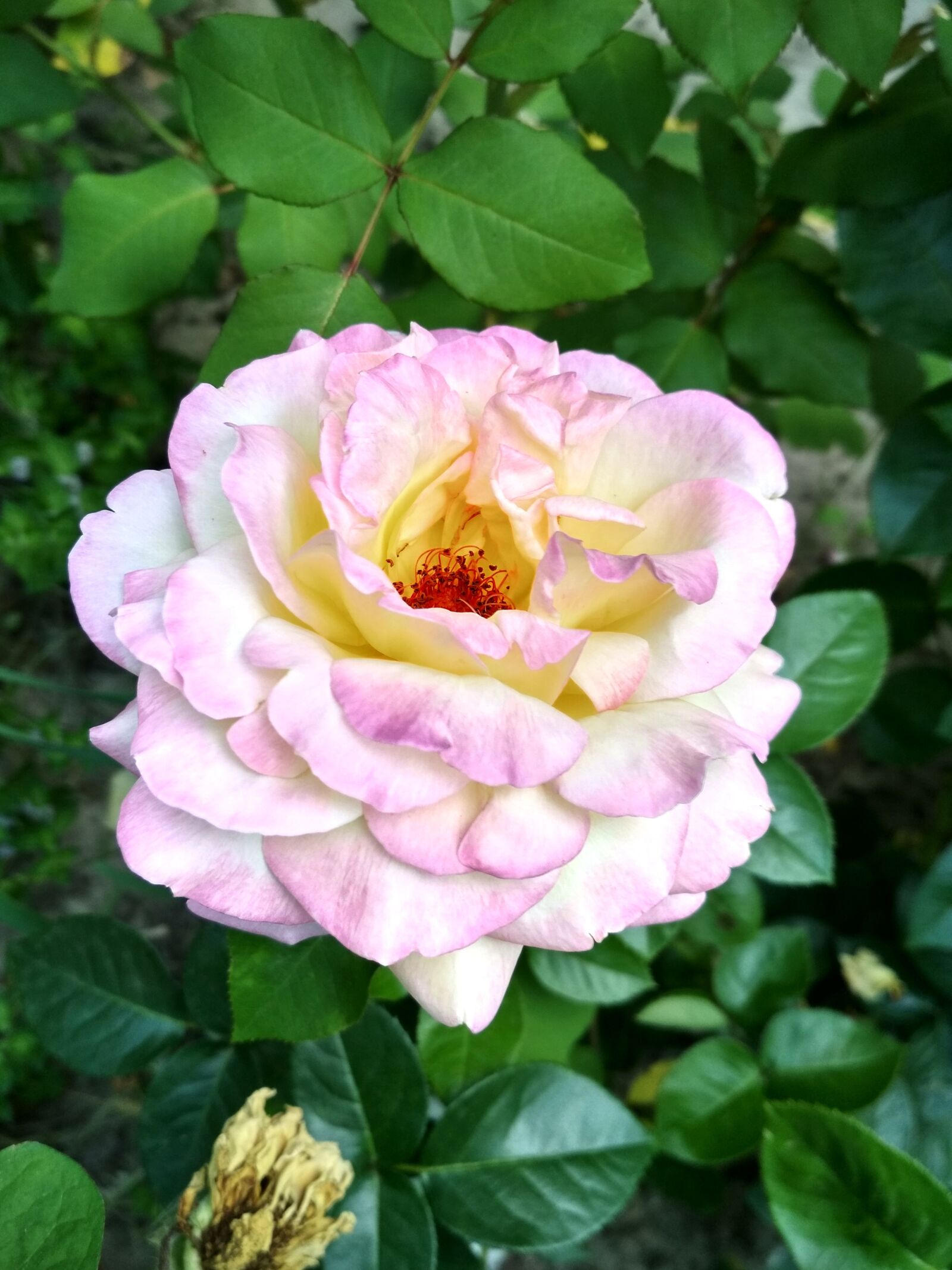 Xiaomi Redmi 4X sample photo. Rose, nature, flower photography