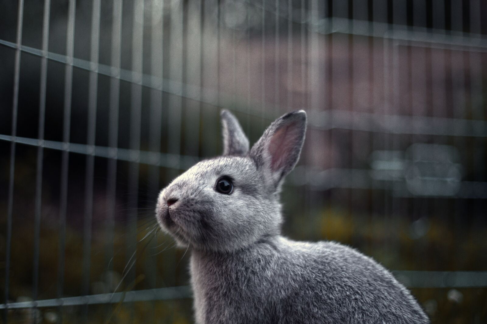 Canon EF 50mm F1.8 II sample photo. Rabbit, rodents, mammal photography