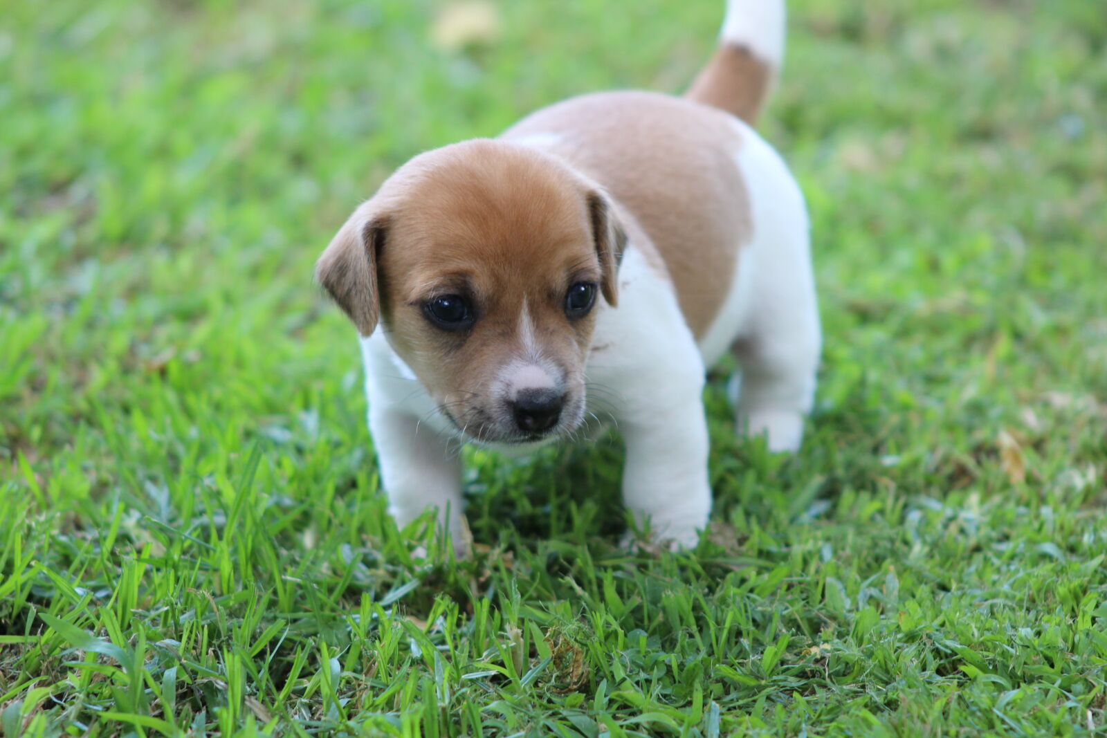 Canon EOS 1300D (EOS Rebel T6 / EOS Kiss X80) sample photo. Jack russel, puppy, dog photography