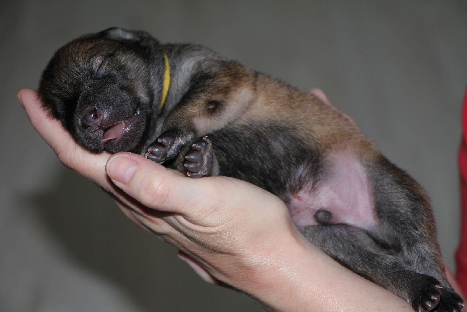 Canon EOS 550D (EOS Rebel T2i / EOS Kiss X4) sample photo. Eurasier puppy, dog, animal photography