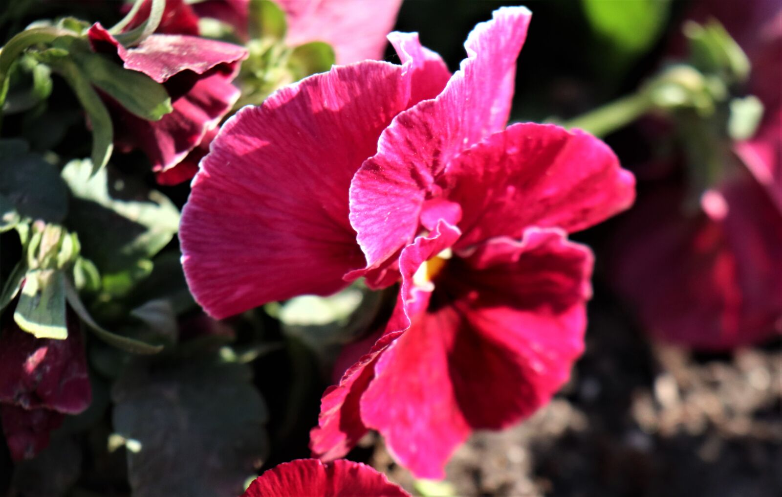 Canon EOS M6 sample photo. April, flowering, flower photography