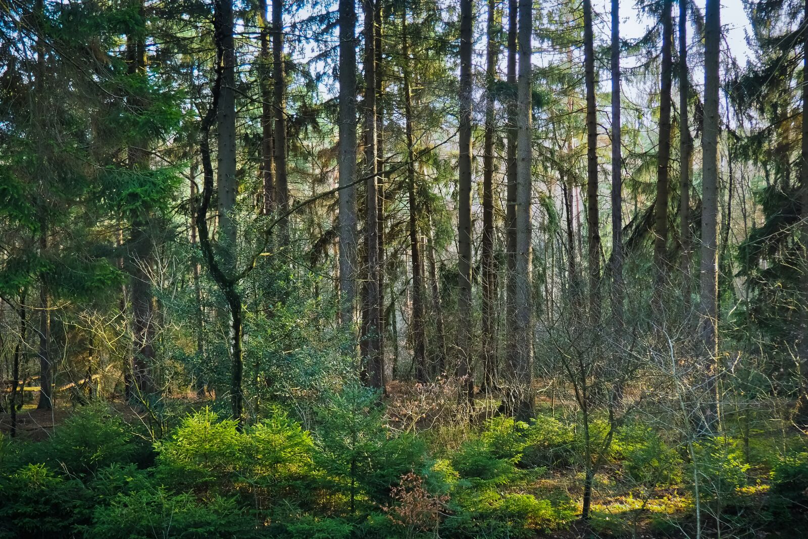 Olympus OM-D E-M10 sample photo. Forest, trees, nature photography