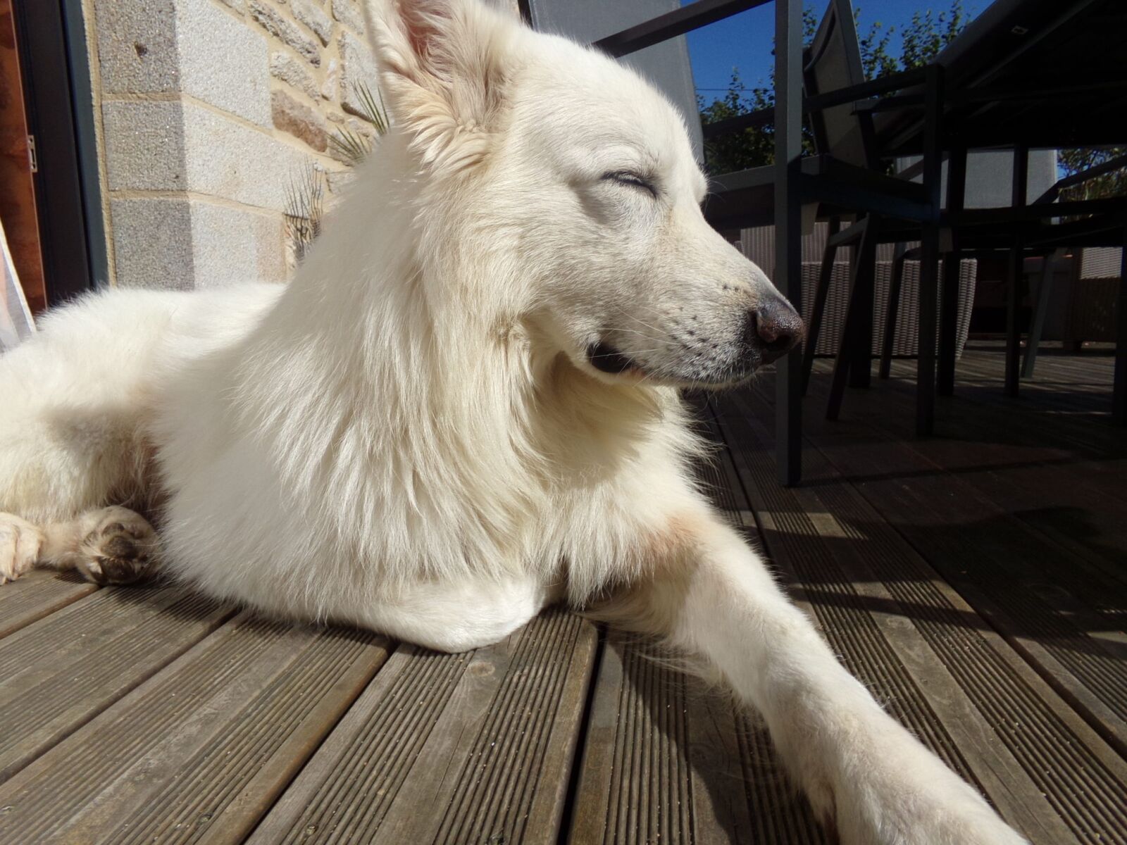 Kodak PIXPRO AZ251 sample photo. Swiss white shepherd, animals photography