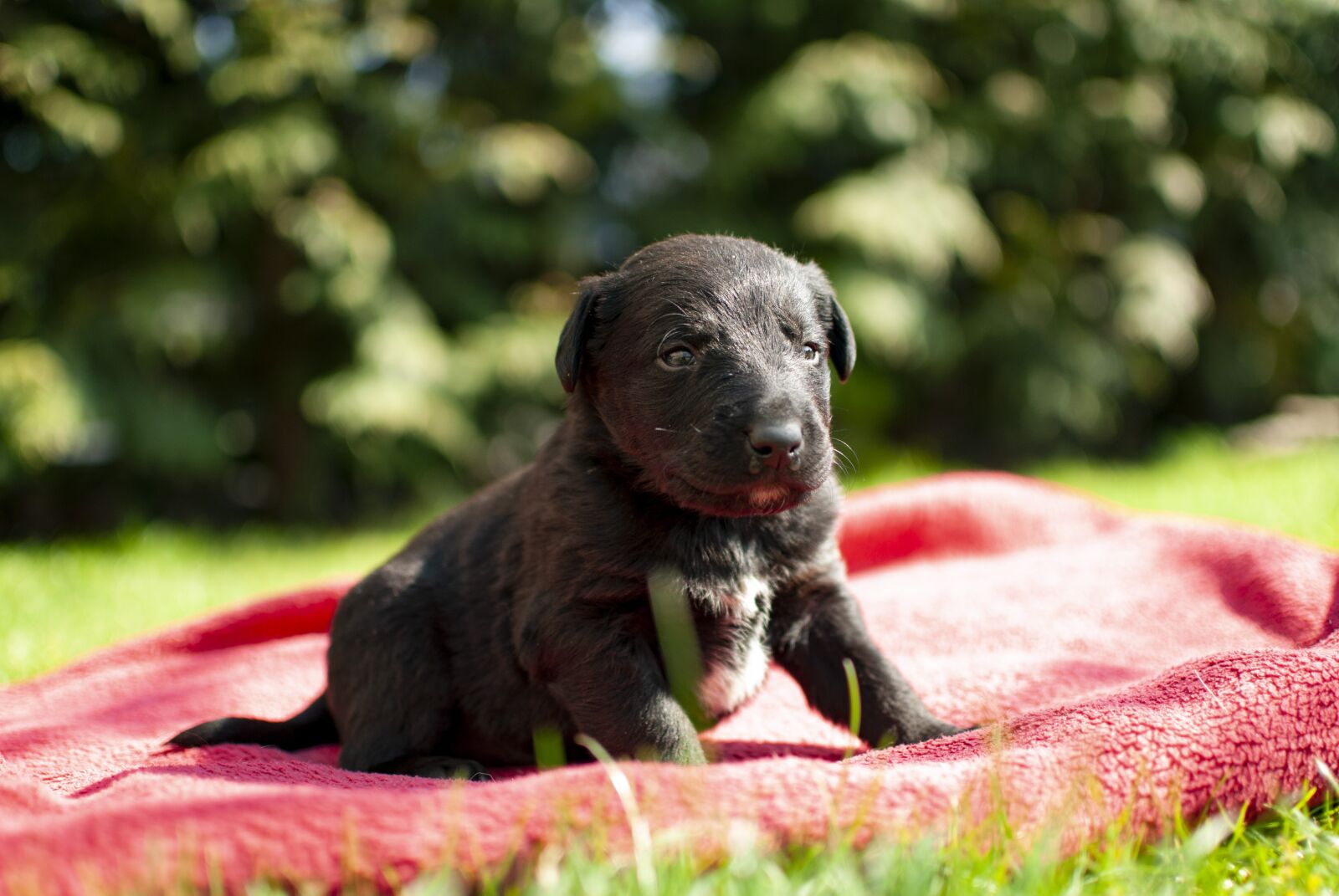 Nikon D60 sample photo. Puppy, dog, small photography