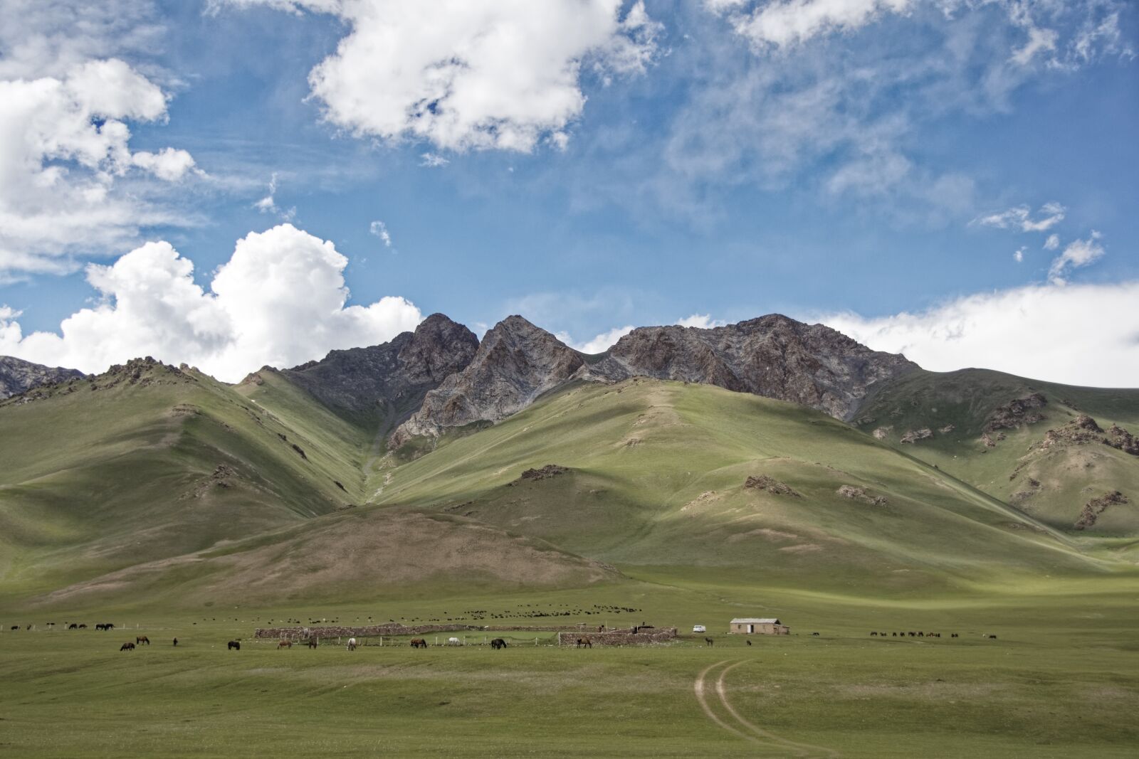 Nikon D500 sample photo. Kyrgyzstan, nomads, graze photography