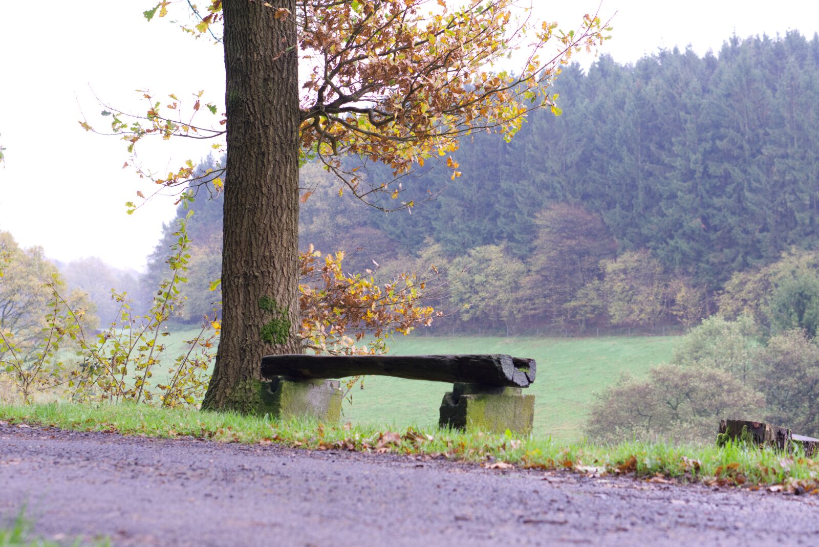 E 50mm F1.8 OSS sample photo. Bank, tree, walk photography