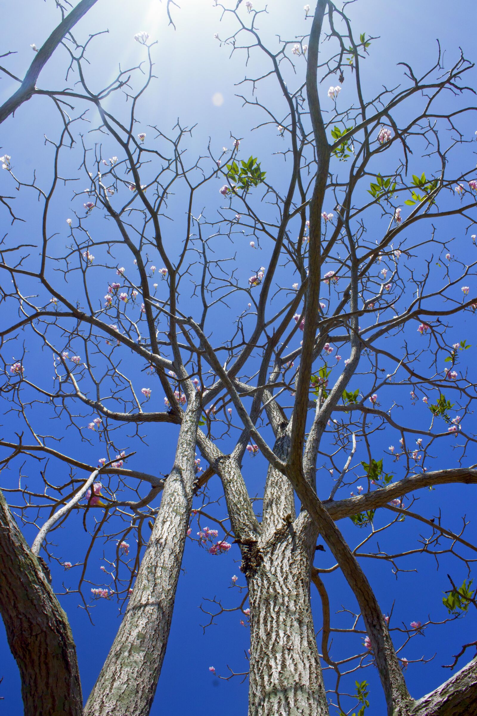 Canon EOS 1100D (EOS Rebel T3 / EOS Kiss X50) sample photo. Tree, nature, landscape photography