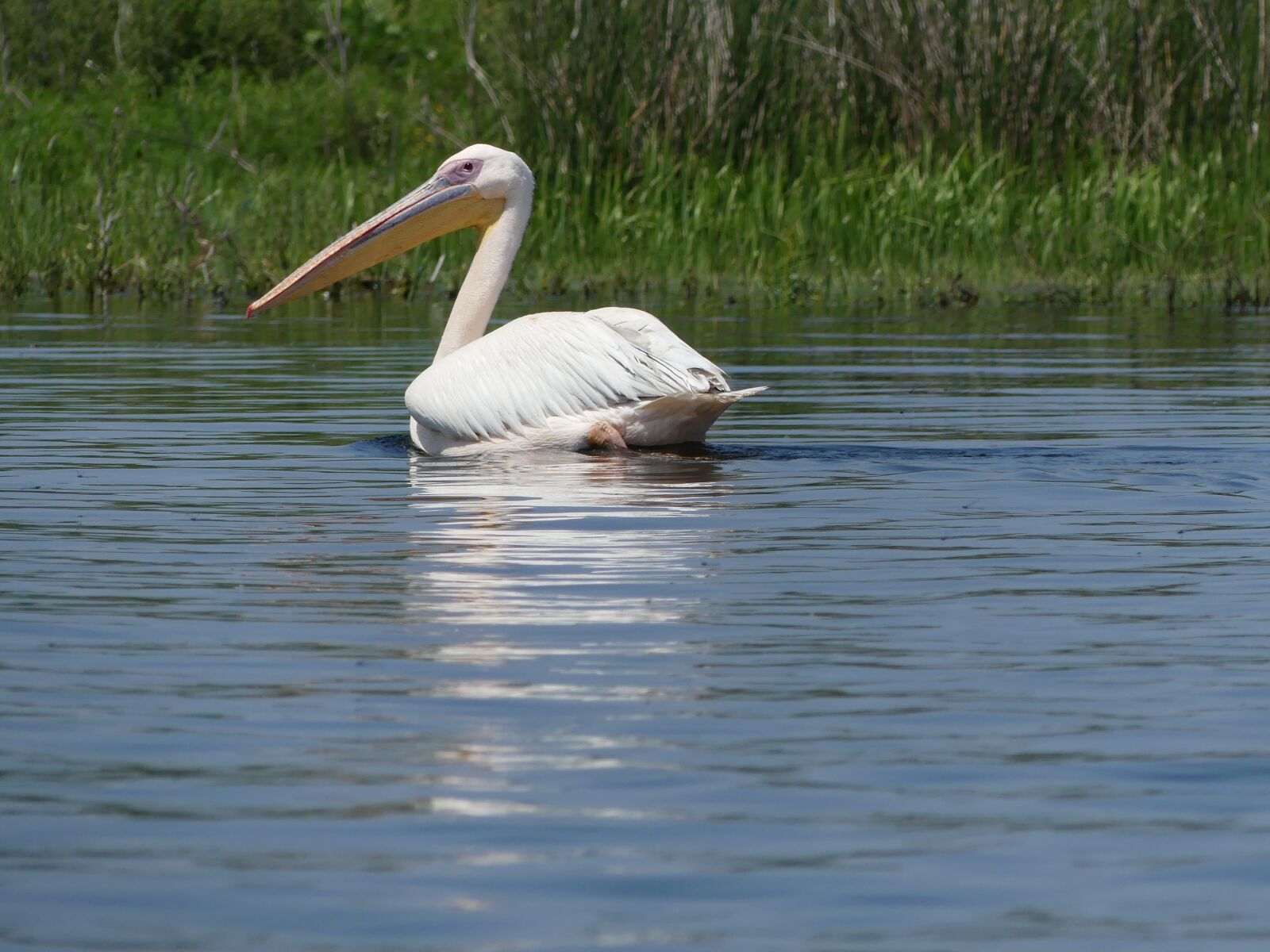 Panasonic Lumix DMC-FZ300 sample photo. Pelican, the danube delta photography