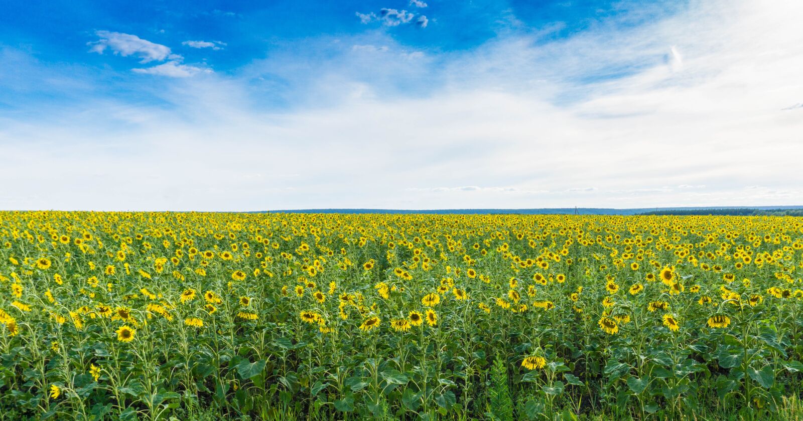 Sony a6000 sample photo. Field, sunflowers, nature photography