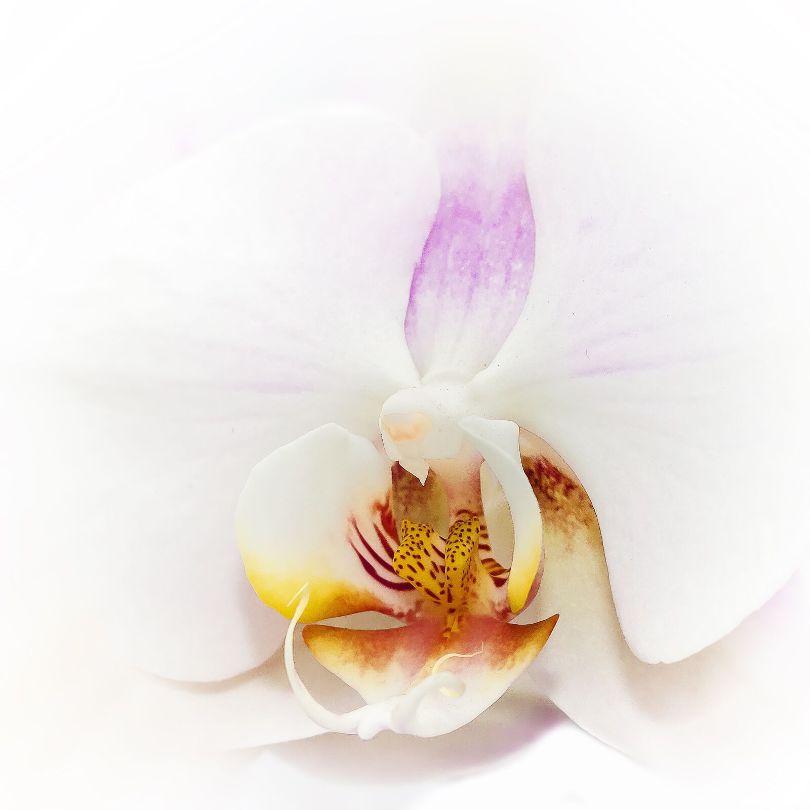 Canon EOS 50D + Canon EF 50mm F1.8 II sample photo. Phalaenopsis, orchid, white photography