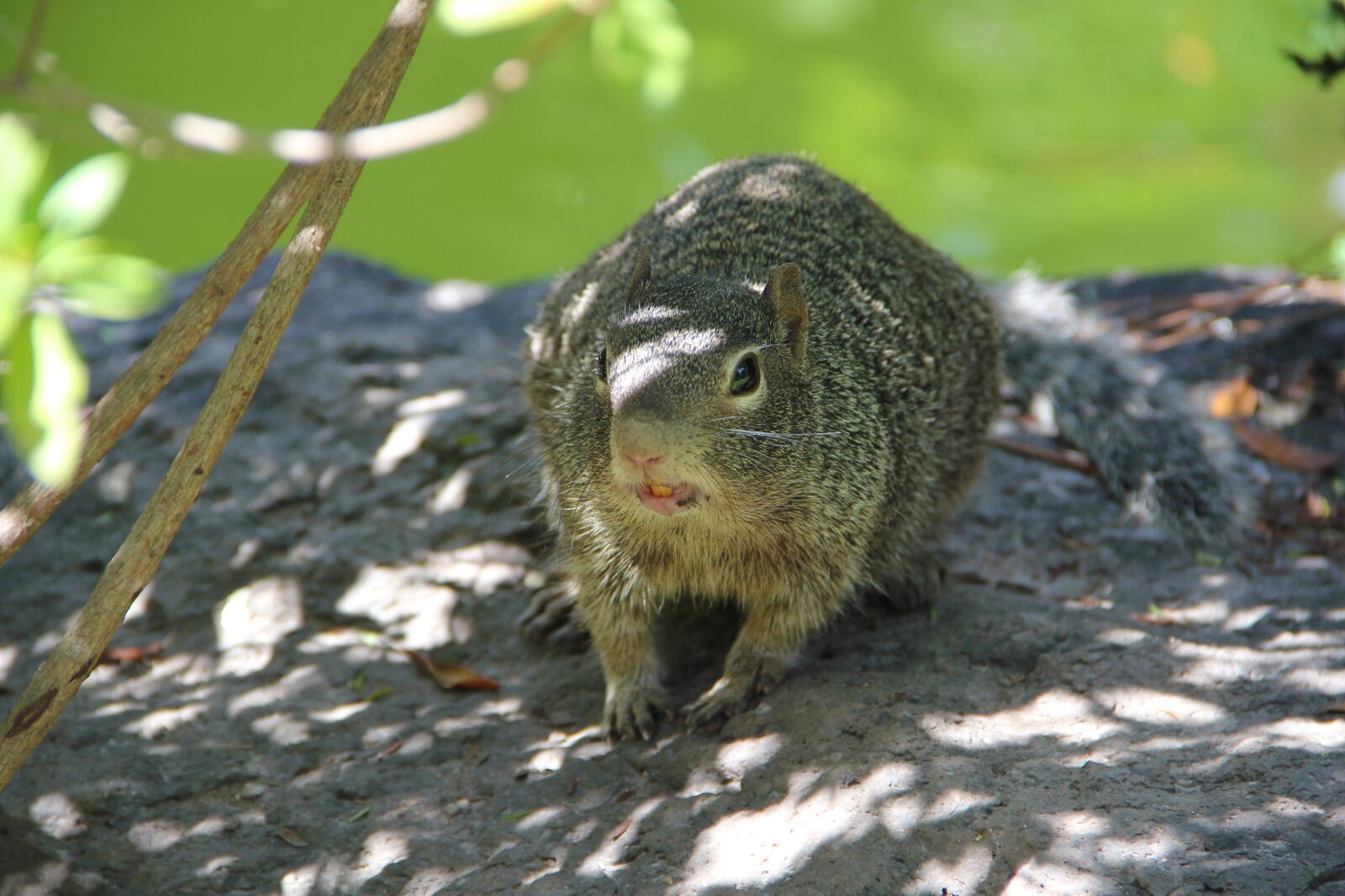 Canon EOS 550D (EOS Rebel T2i / EOS Kiss X4) sample photo. Squirrel, rock, green photography