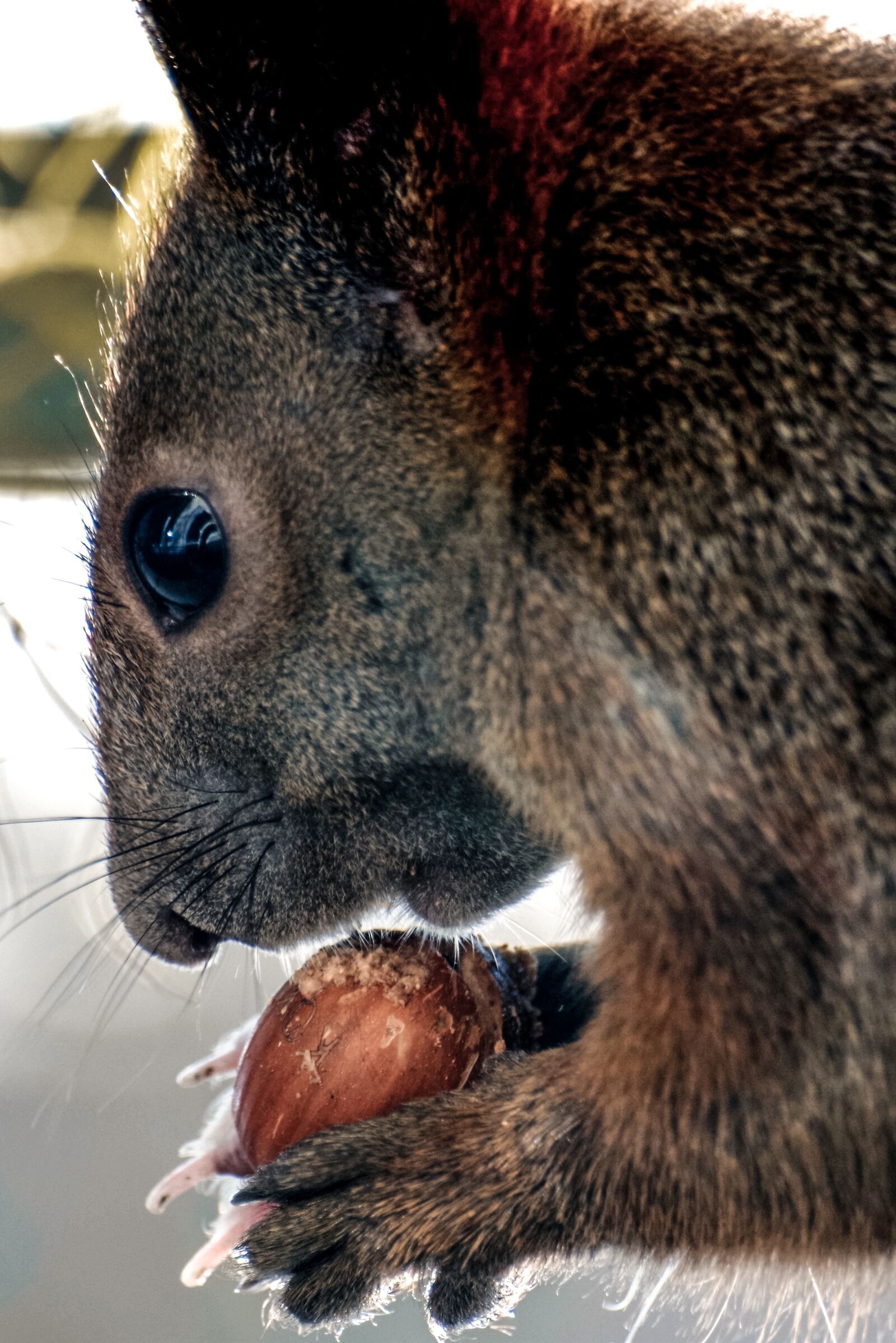 Pentax K-30 sample photo. Squirrel, portrait, animal photography