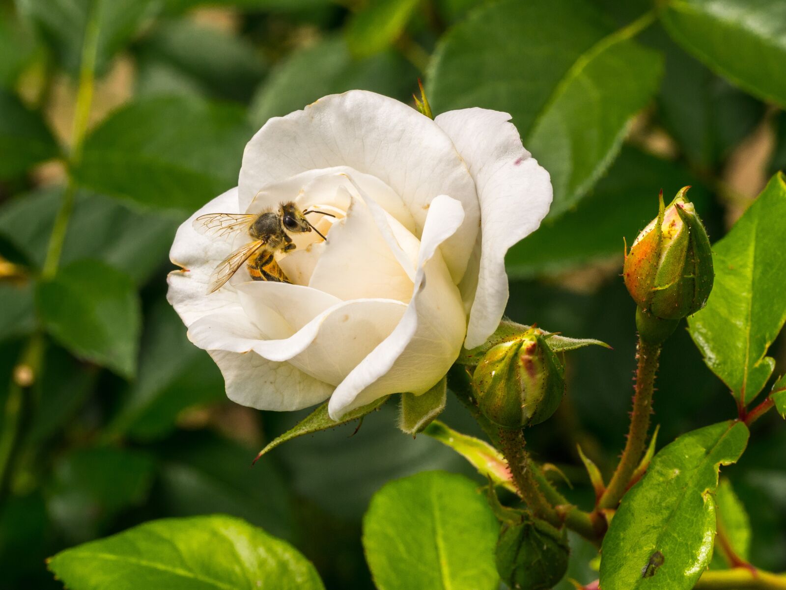 Panasonic DMC-G81 sample photo. Flower, rose, garden photography