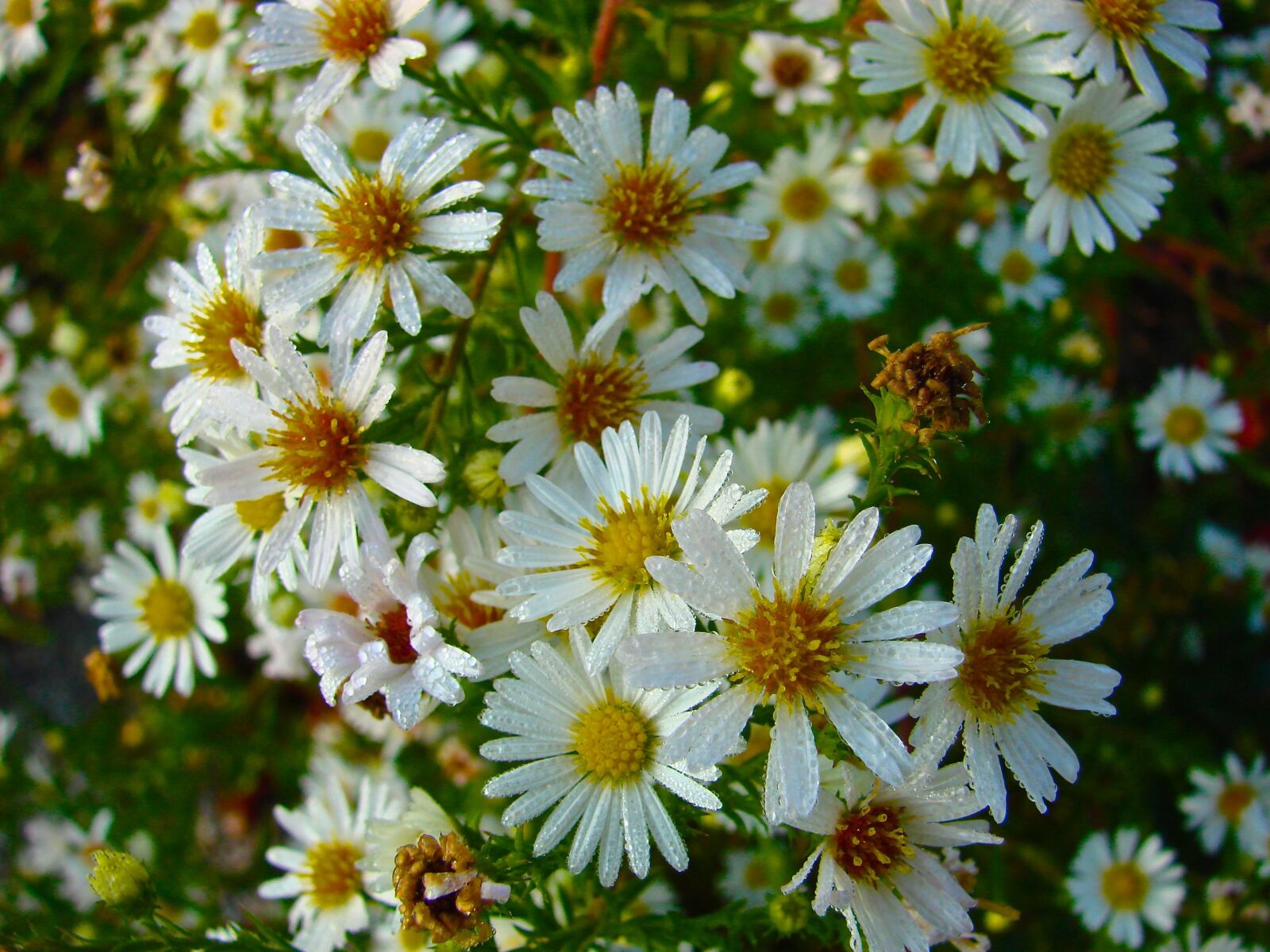 Sony DSC-H5 sample photo. Aster, wildflower, nature photography