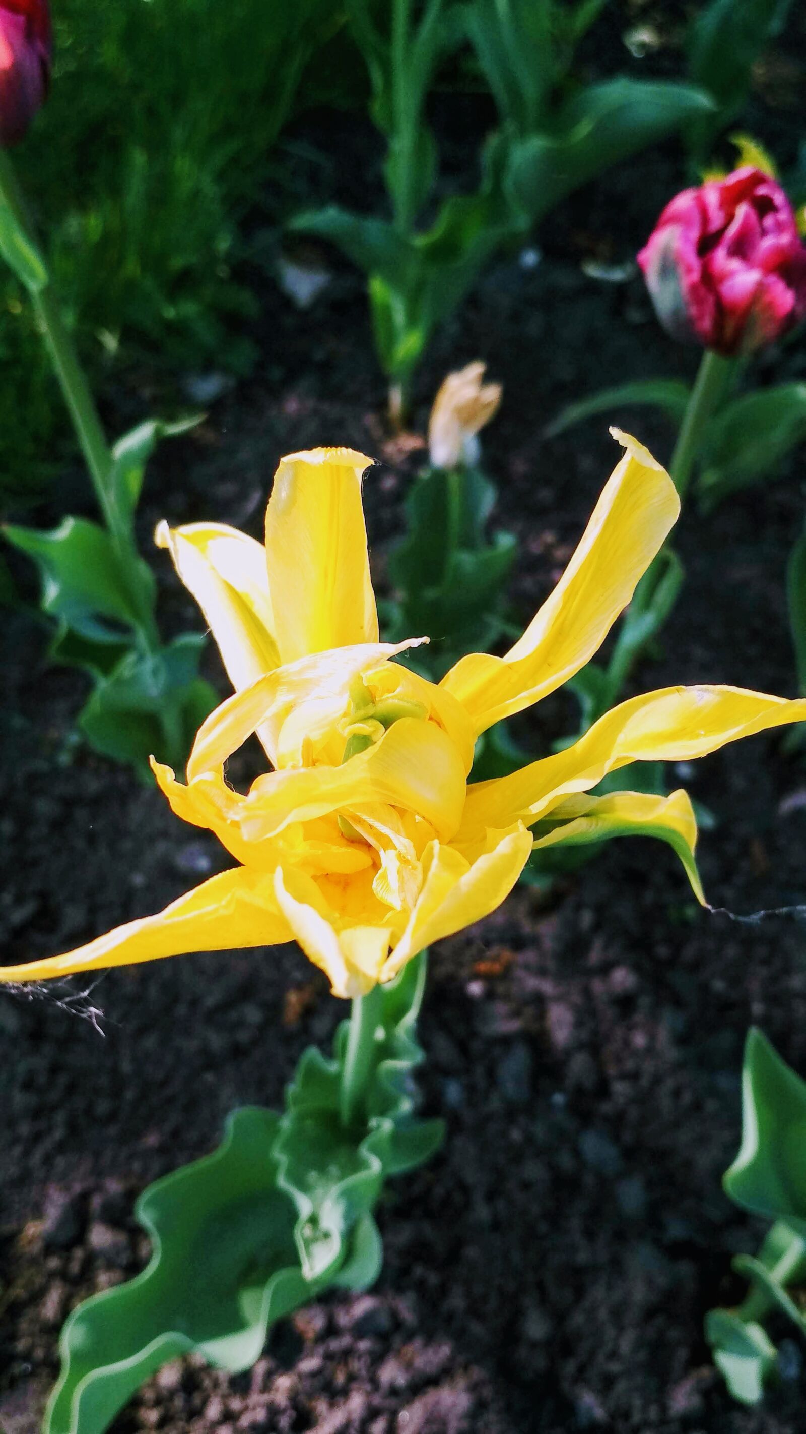 Xiaomi Redmi 4X sample photo. Flower, spring, nature photography
