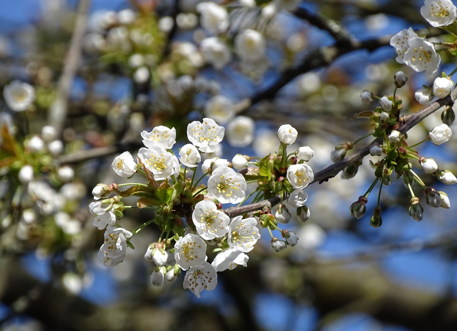 Sony Cyber-shot DSC-HX400V sample photo. Blossom, bloom, tree photography