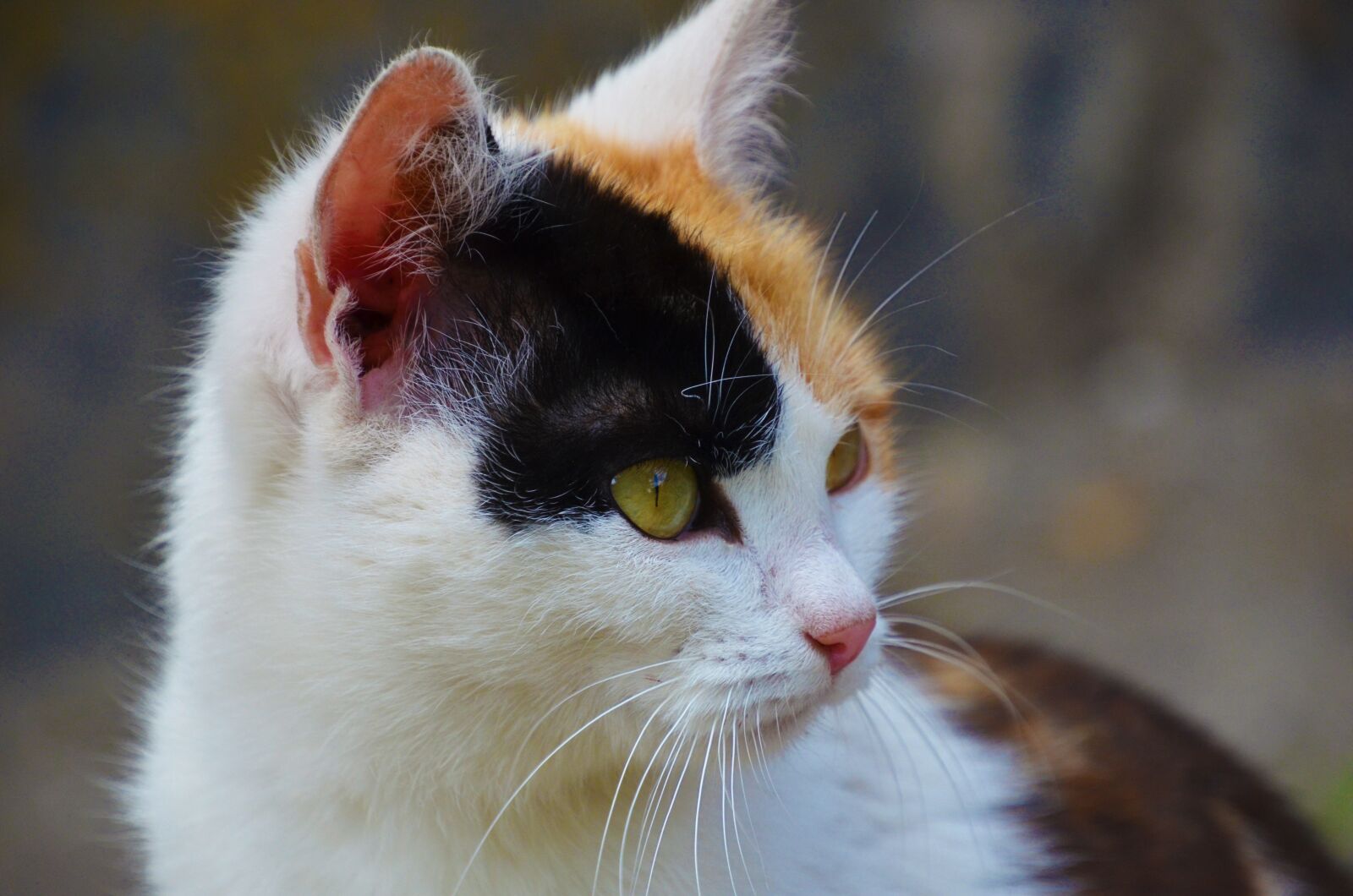 Nikon D7000 sample photo. Cat, portrait, kitten photography
