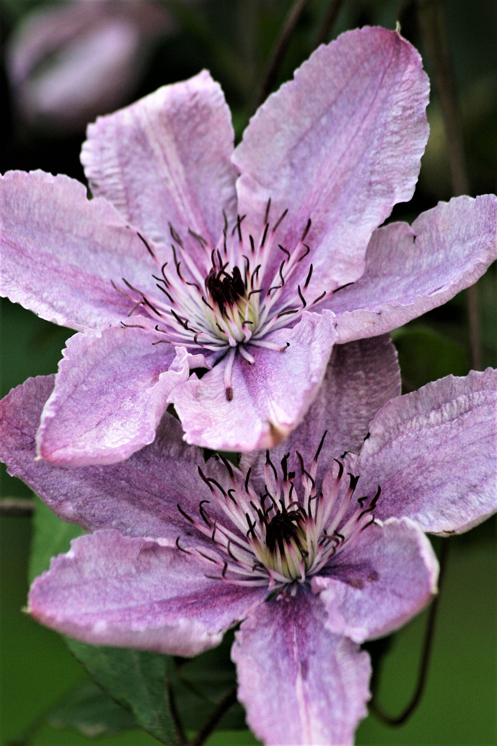 Canon EOS 350D (EOS Digital Rebel XT / EOS Kiss Digital N) sample photo. Flower, nature, flora photography