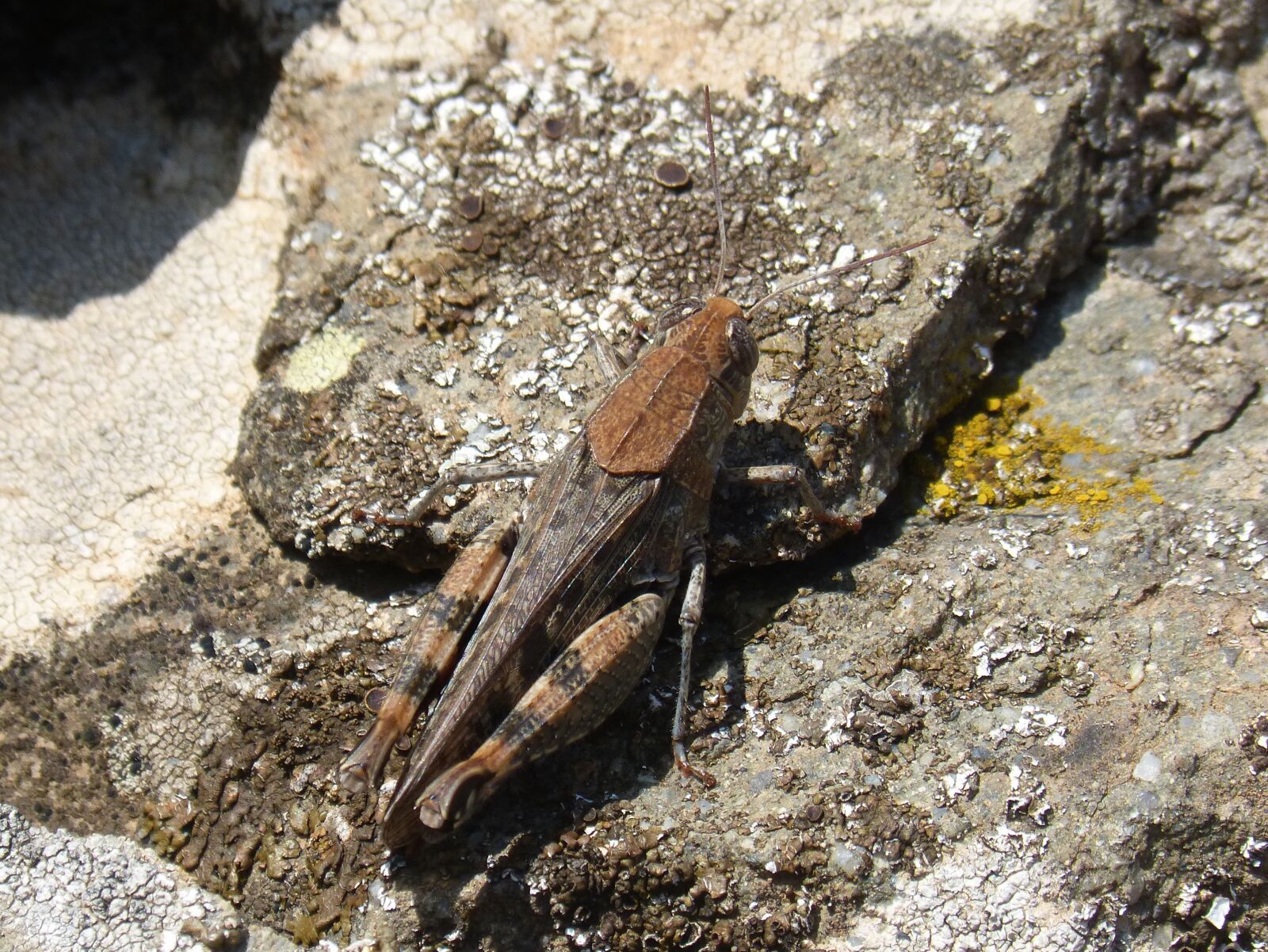 Panasonic DMC-FZ62 sample photo. Grasshopper, lobster, texture photography